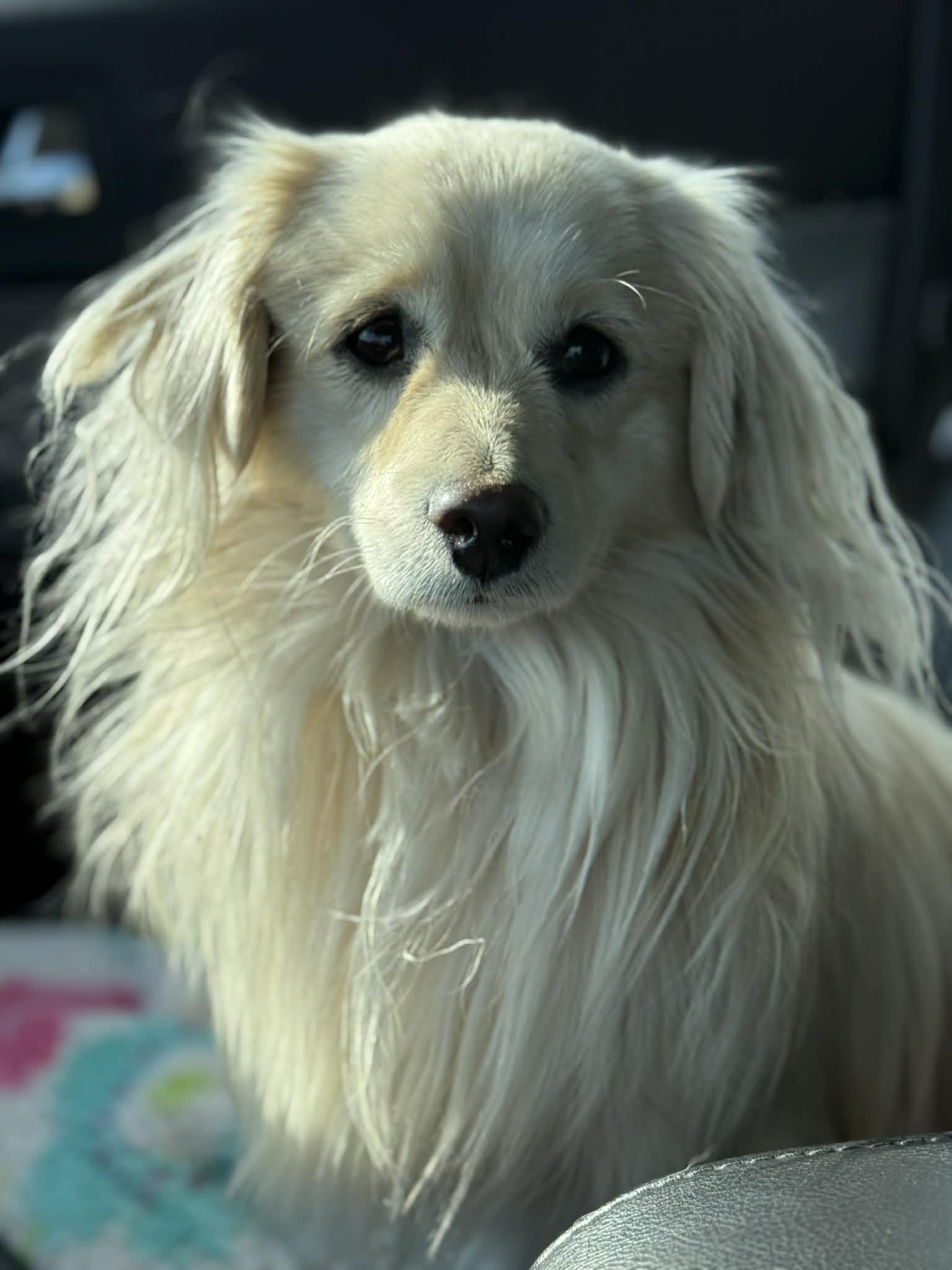 Enlarge Miklo, a ADOPTABLE mixed breed in Reseda, CA image 5/6