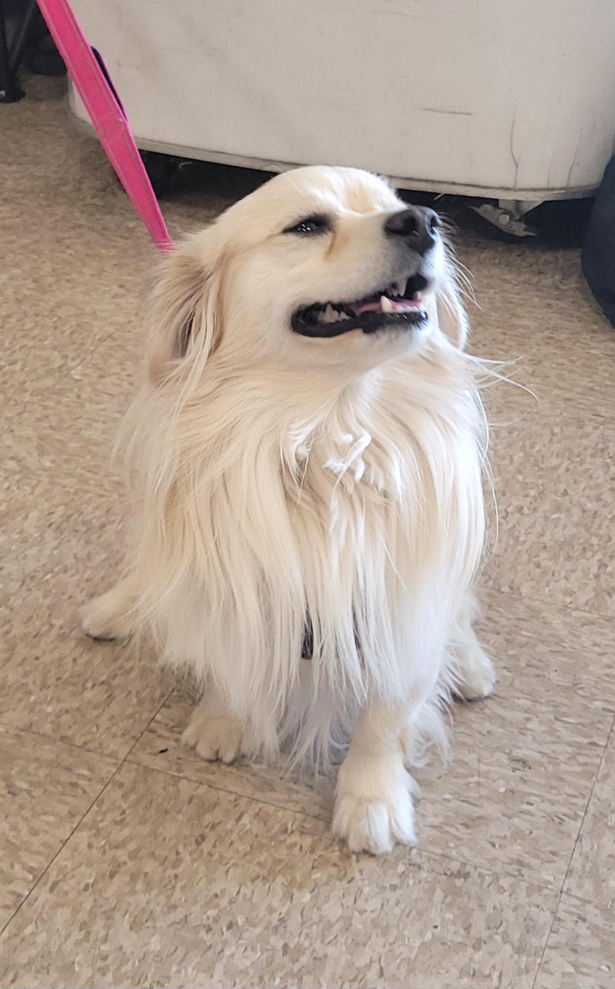 Enlarge Miklo, a ADOPTABLE mixed breed in Reseda, CA image 4/6