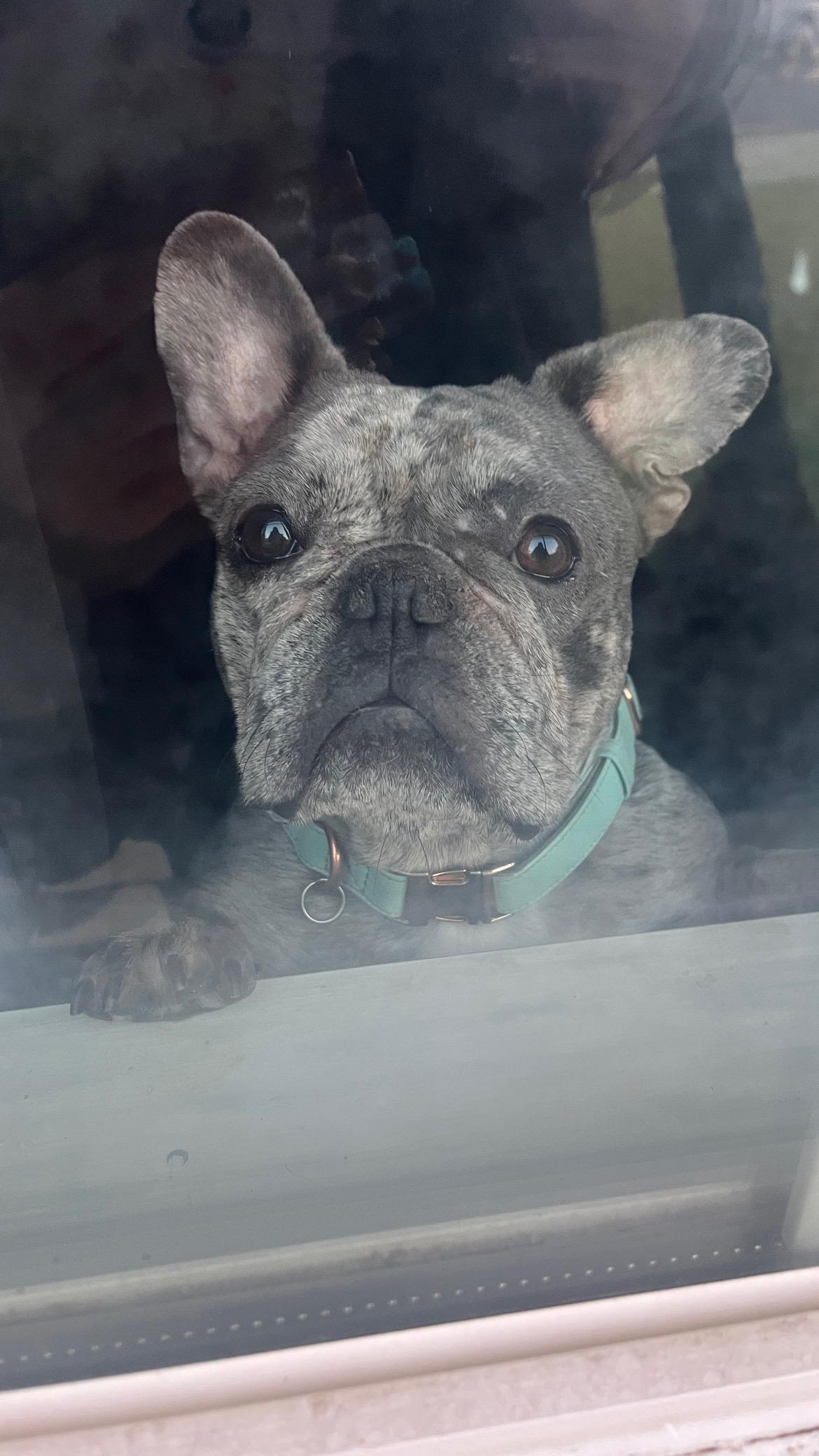 Nova