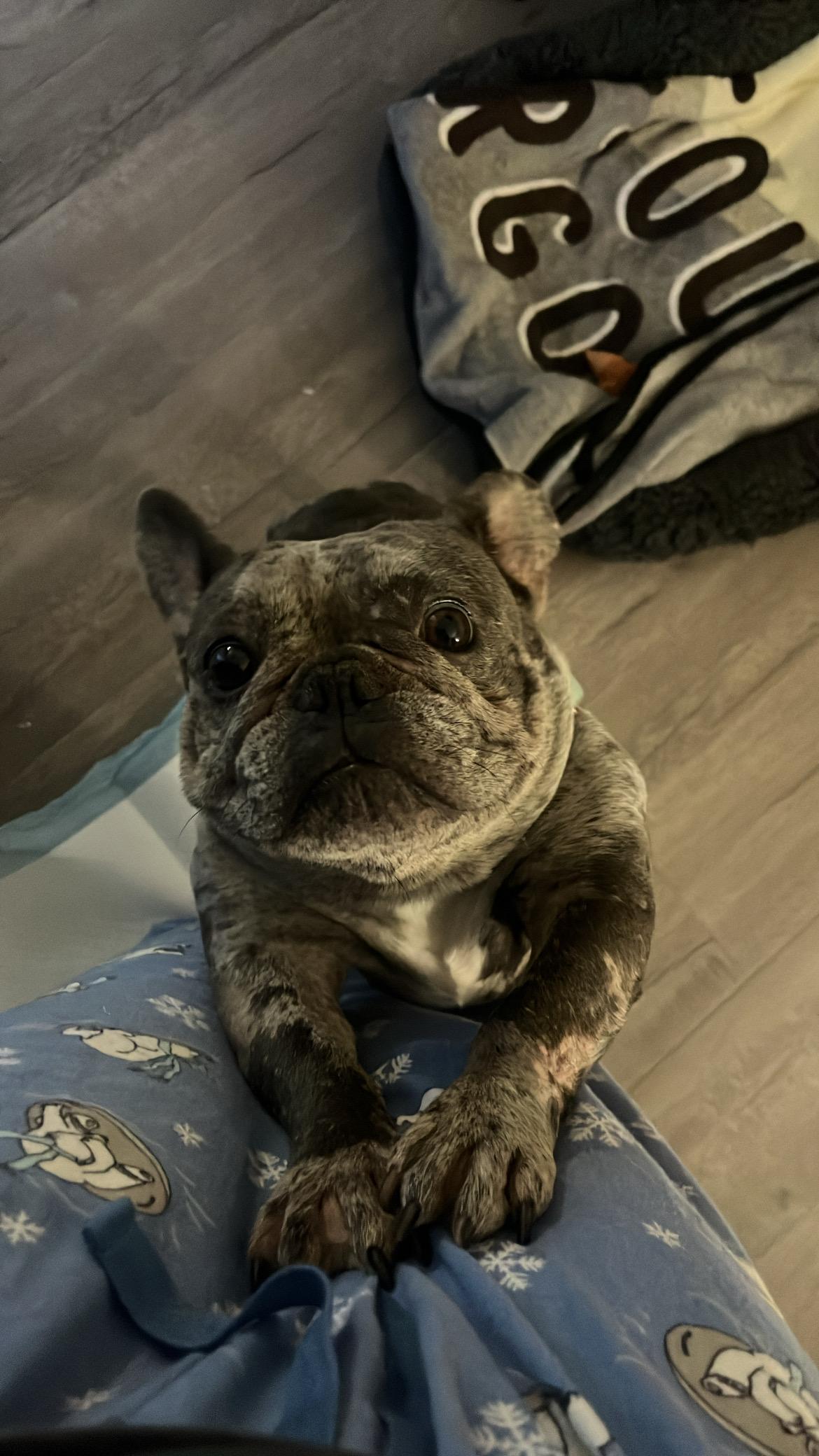 Nova
