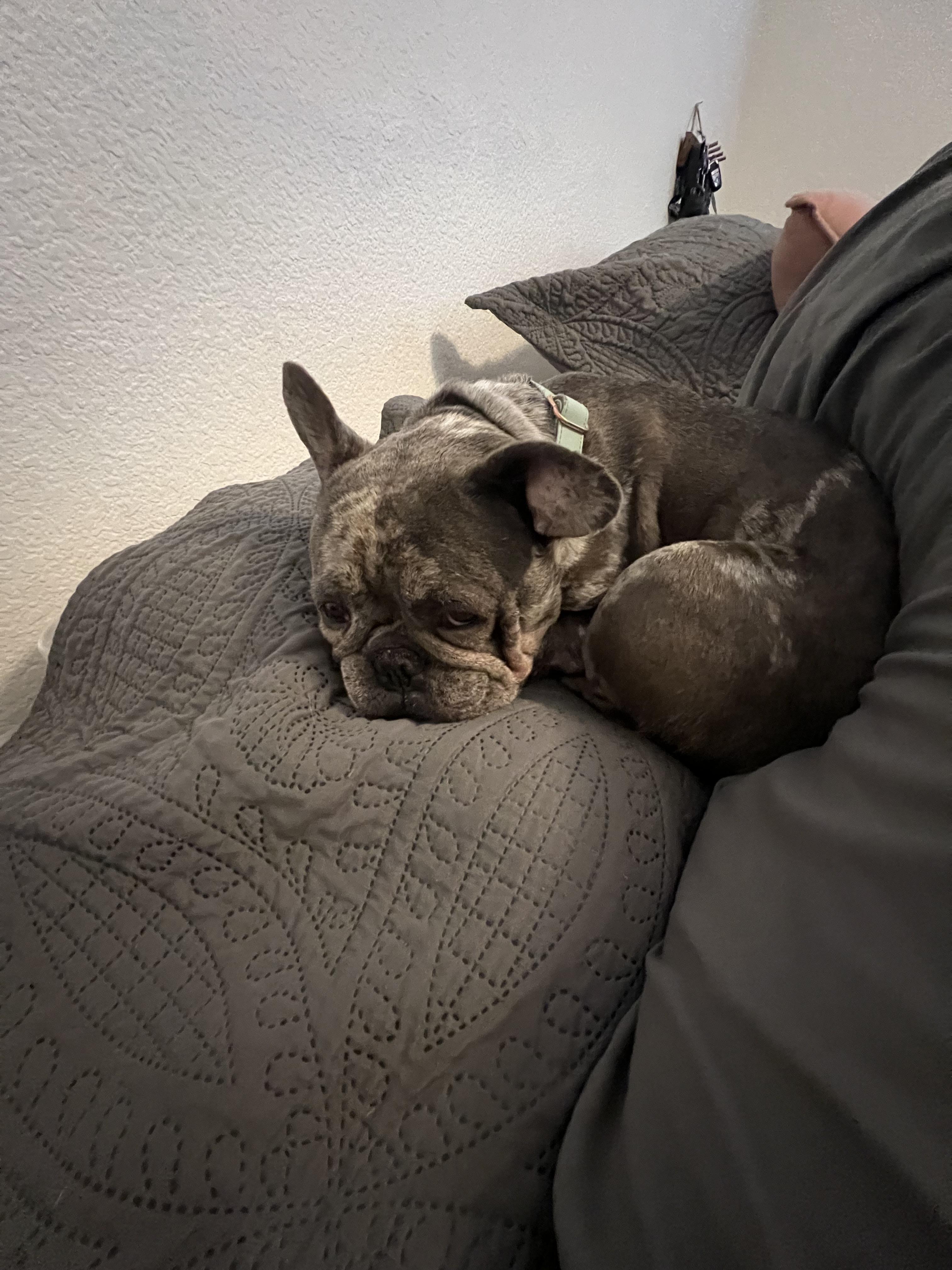 Nova