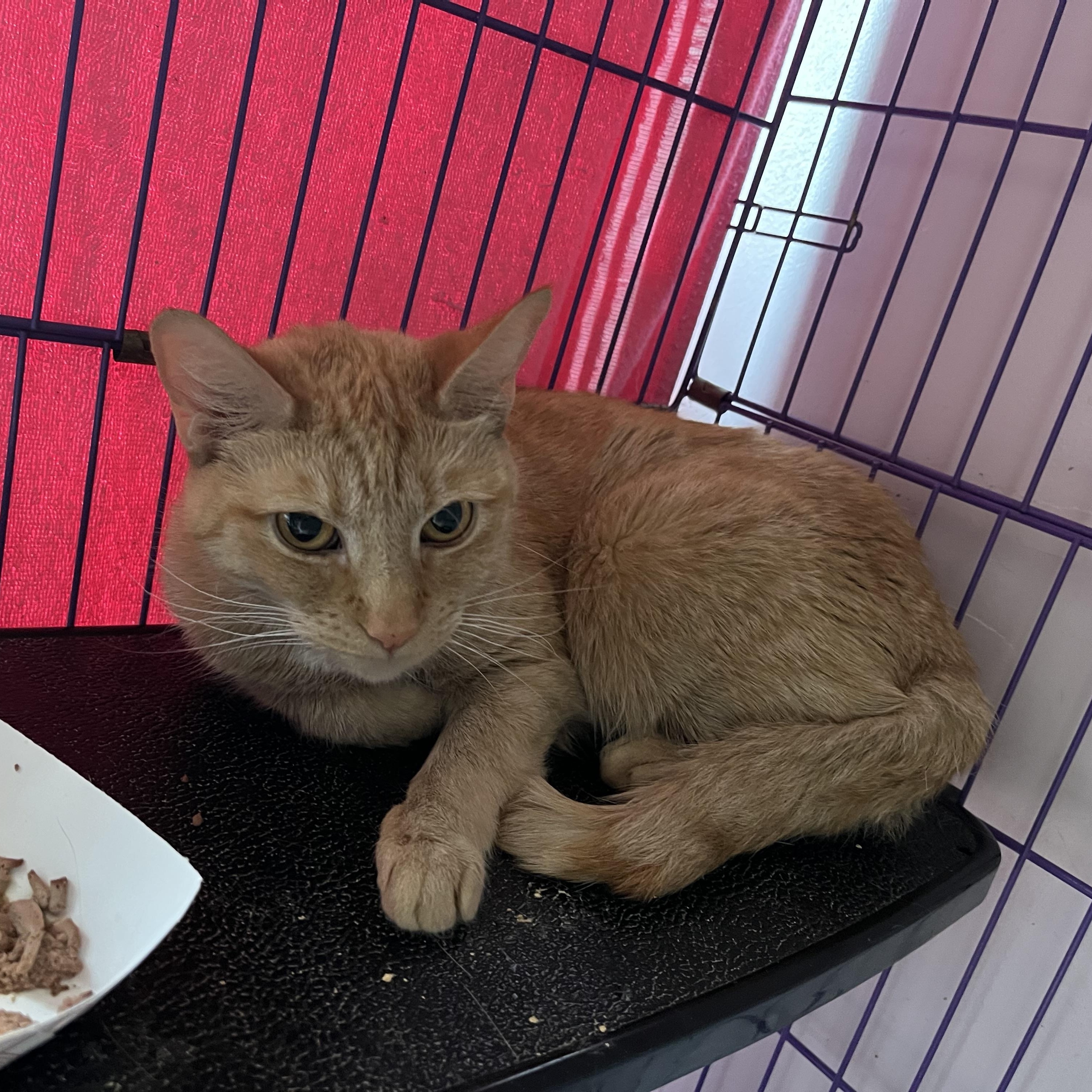 Mila, a ADOPTABLE Domestic Short Hair in Salisbury, MA image 3/3