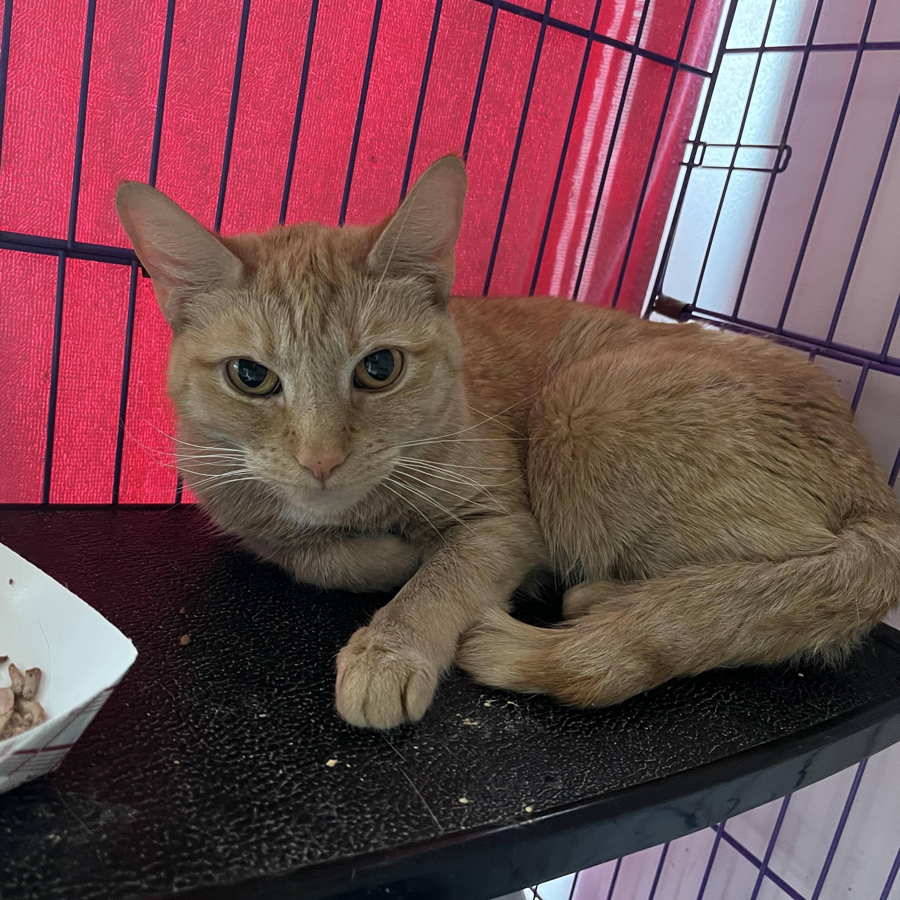 Mila, a ADOPTABLE Domestic Short Hair in Salisbury, MA image 2/3