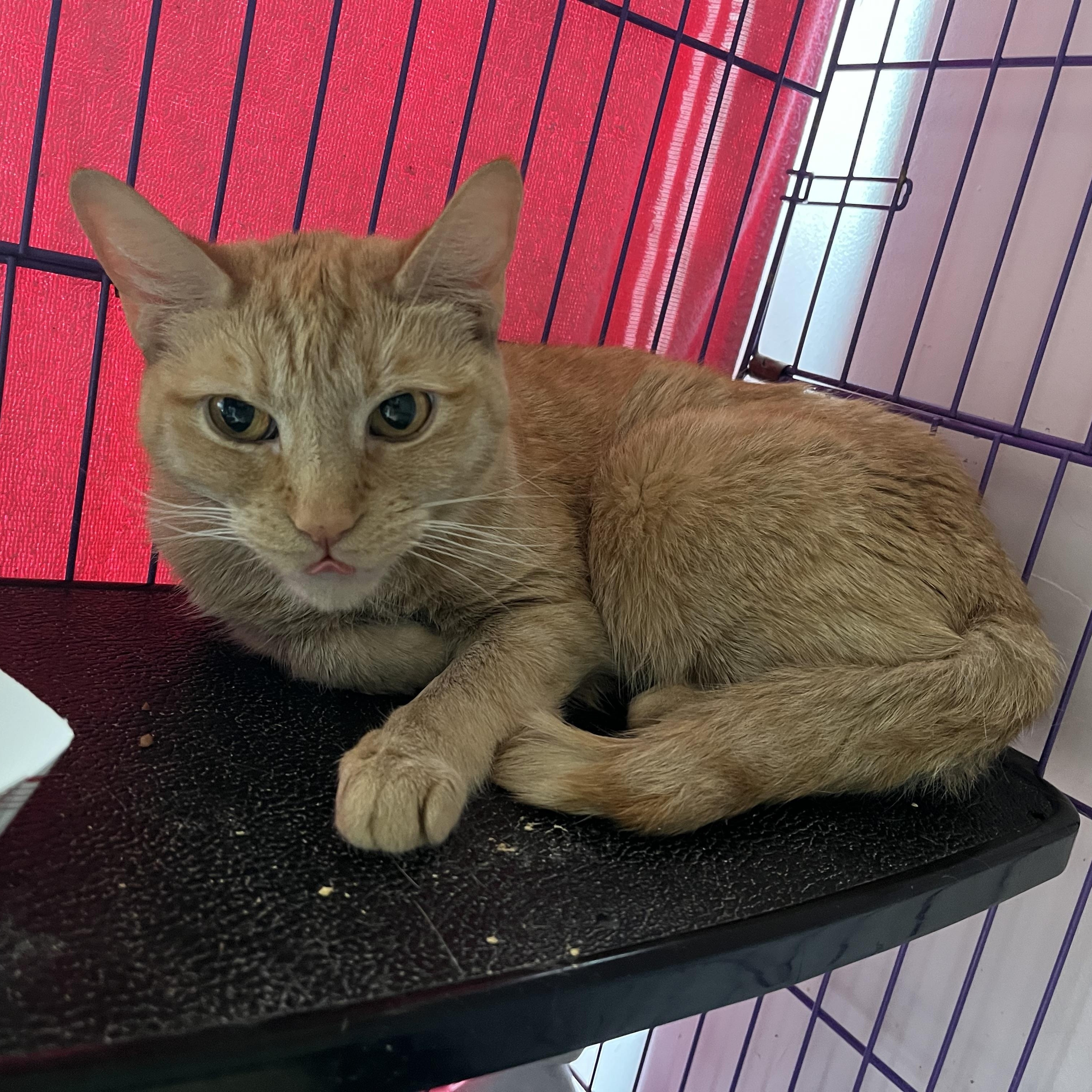Mila, a ADOPTABLE Domestic Short Hair in Salisbury, MA image 1/3