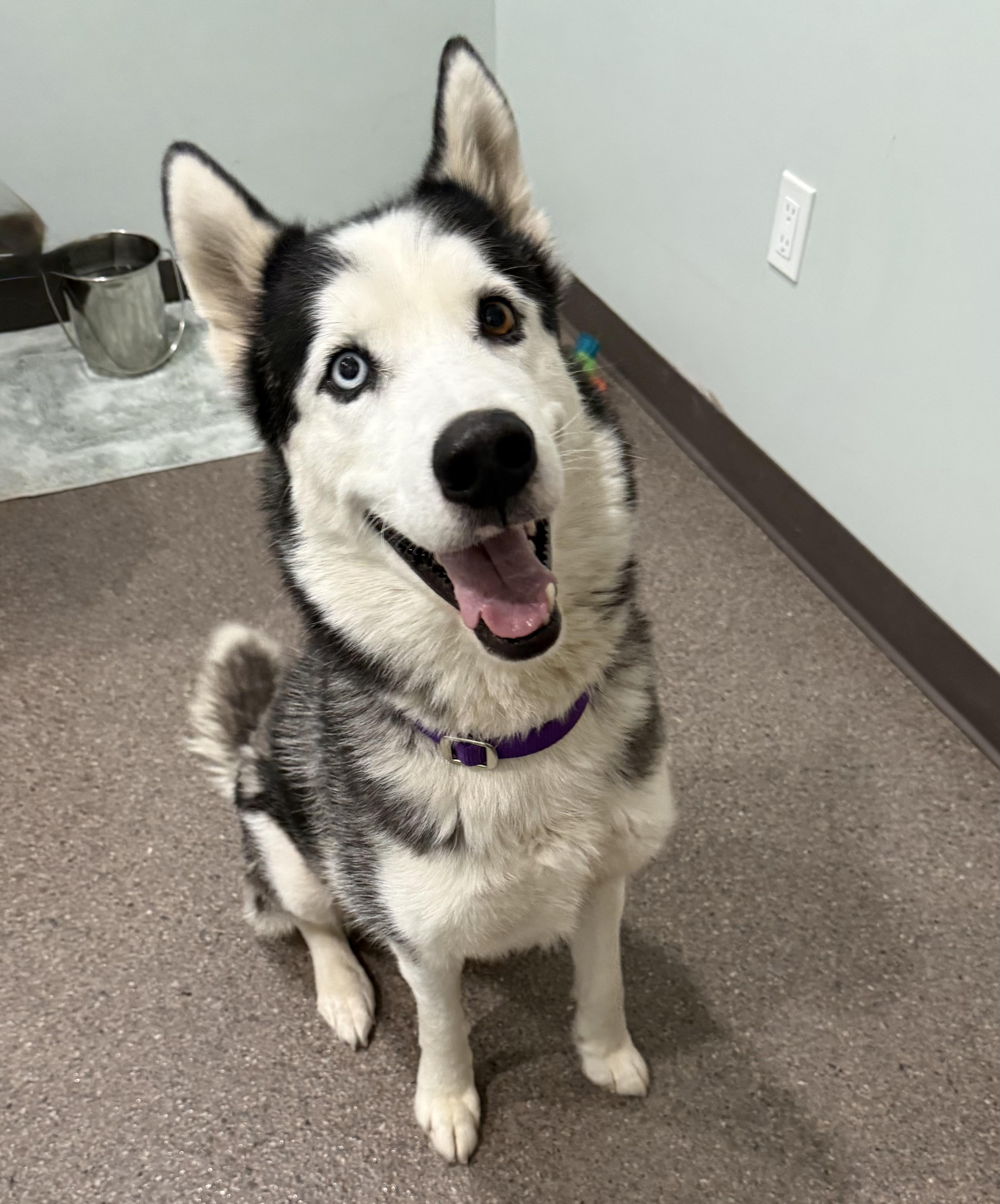 Enlarge Loki, a ADOPTABLE Siberian Husky in Sault Sainte Marie, MI image 3/3