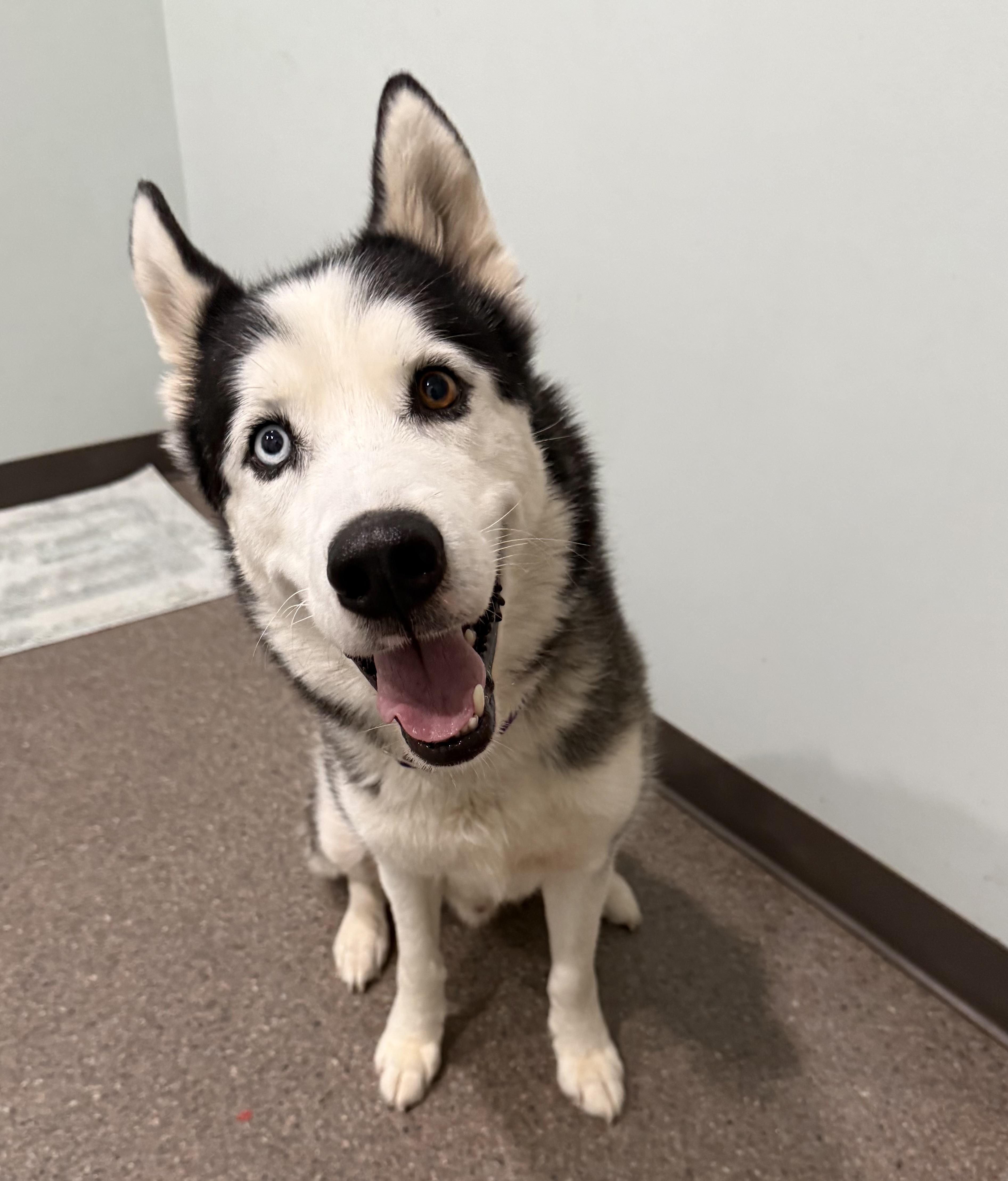 Loki, ADOPTABLE, Adult Male Siberian Husky.