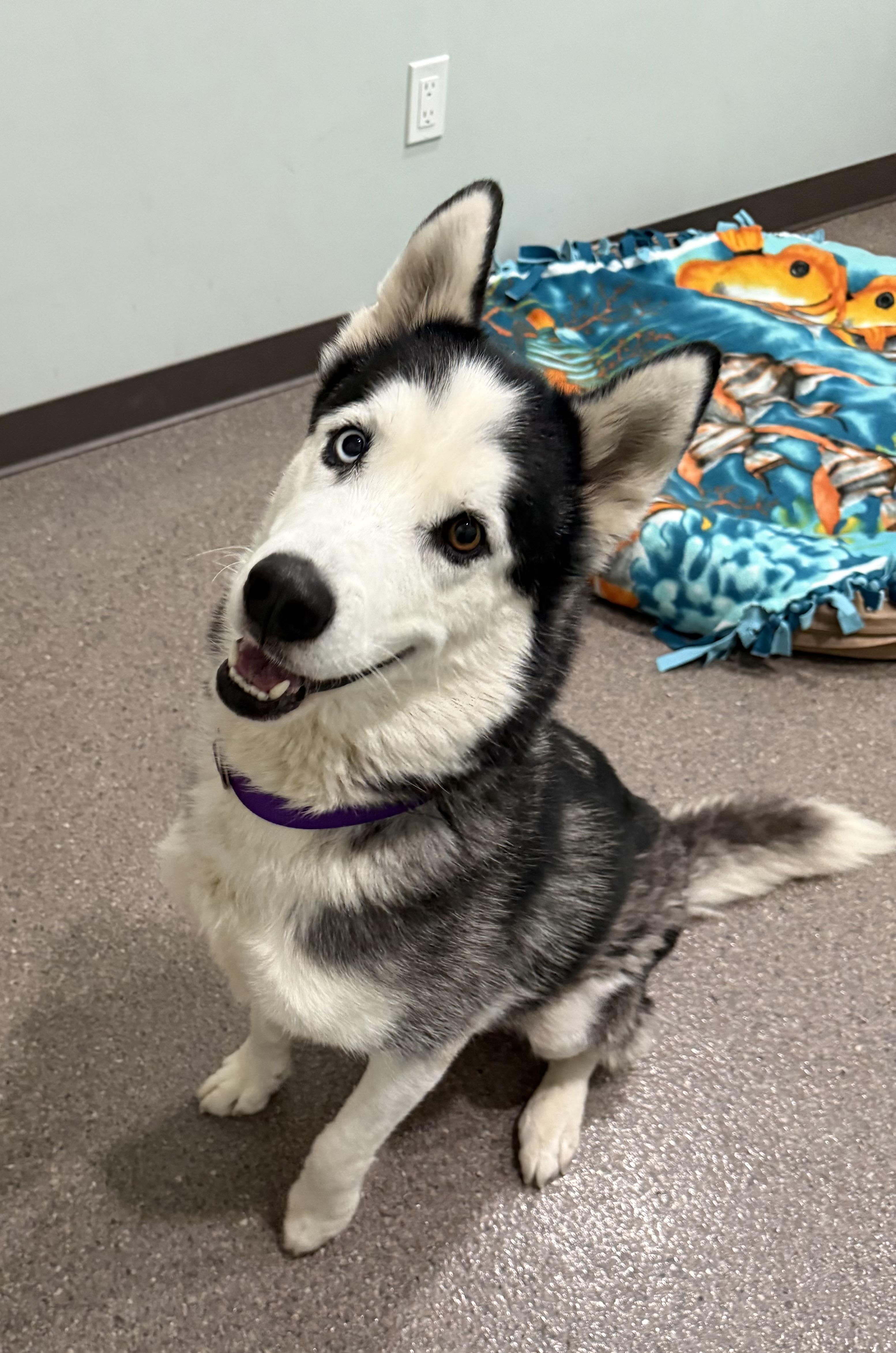 Enlarge Loki, a ADOPTABLE Siberian Husky in Sault Sainte Marie, MI image 2/3