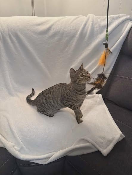 Enlarge Bisquick, an adopted mixed breed in Reading, PA image 2/2