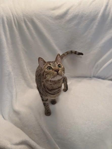 Bisquick, adopted, Young Female Bengal.