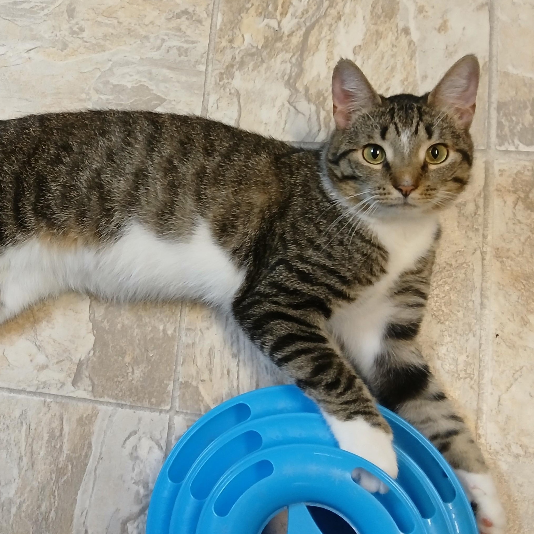 Enlarge Nutella, a Adoptable mixed breed in Germansville, PA image 4/6