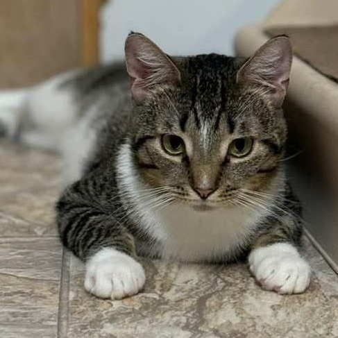 Enlarge Nutella, a Adoptable mixed breed in Germansville, PA image 2/6