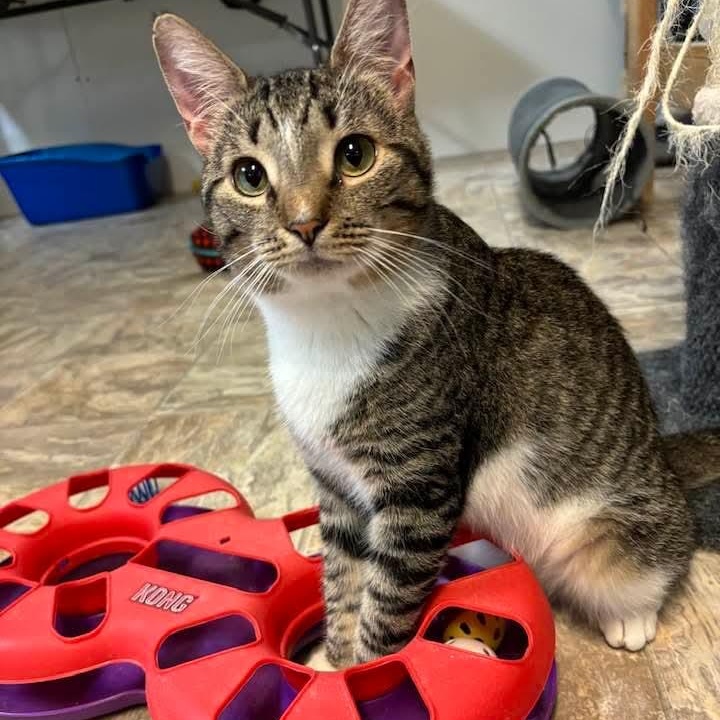 Enlarge Nutella, a Adoptable mixed breed in Germansville, PA image 1/6