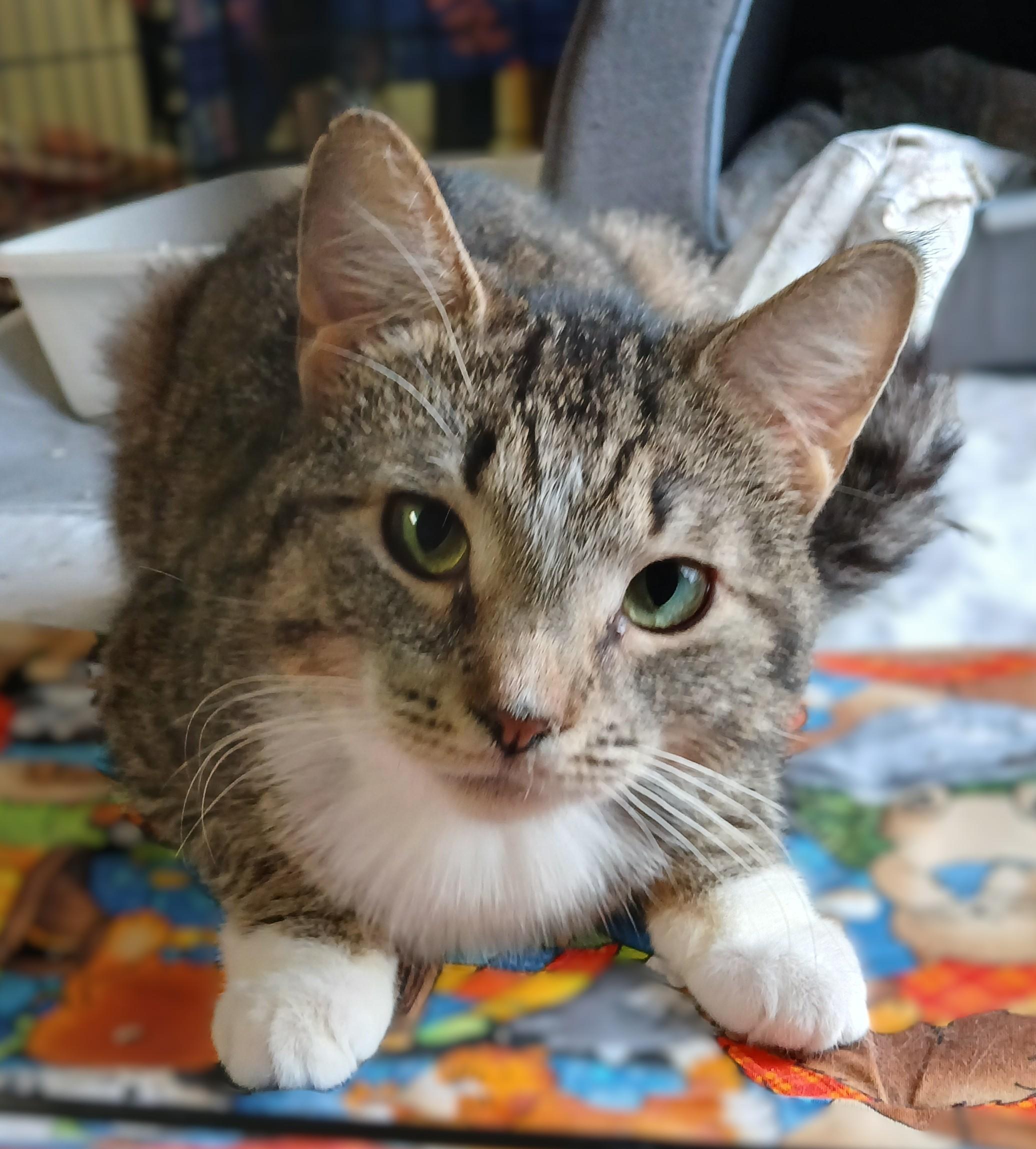 Enlarge Nutella, a Adoptable mixed breed in Germansville, PA image 3/6