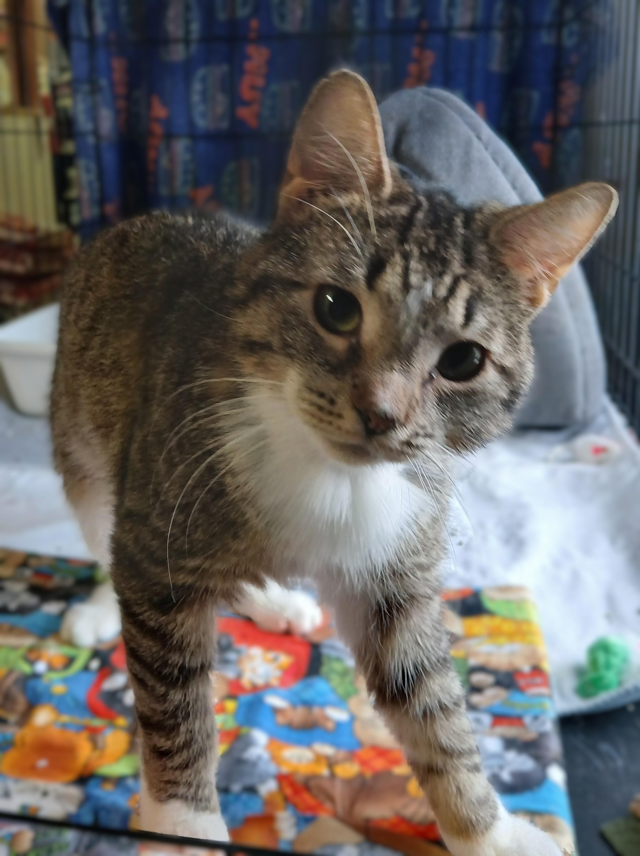 Enlarge Nutella, a Adoptable mixed breed in Germansville, PA image 6/6