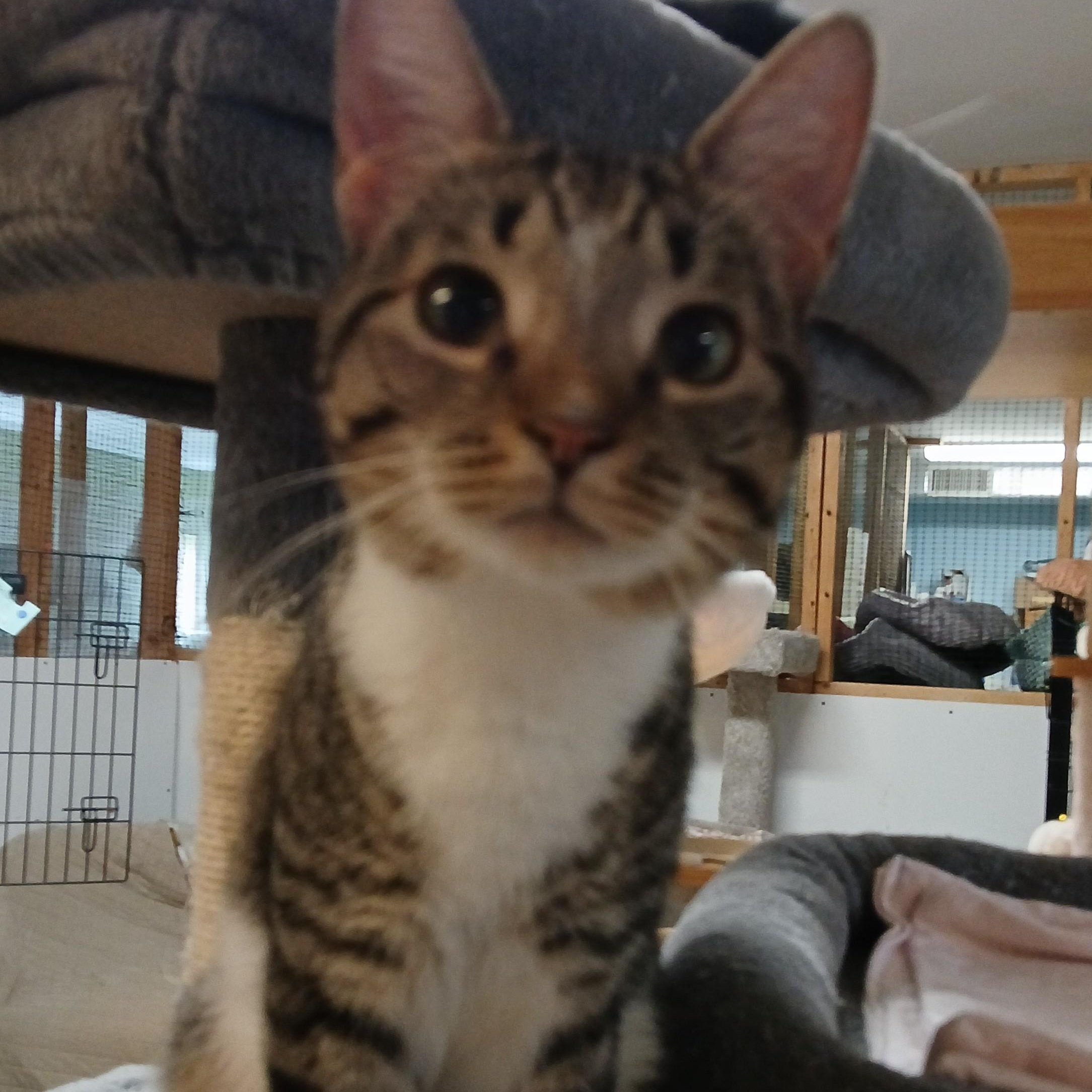 Enlarge Nutella, a Adoptable mixed breed in Germansville, PA image 5/6