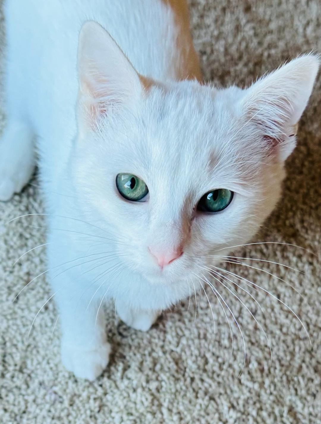 Enlarge Marsh, an adopted Domestic Short Hair in Gilroy, CA image 1/2