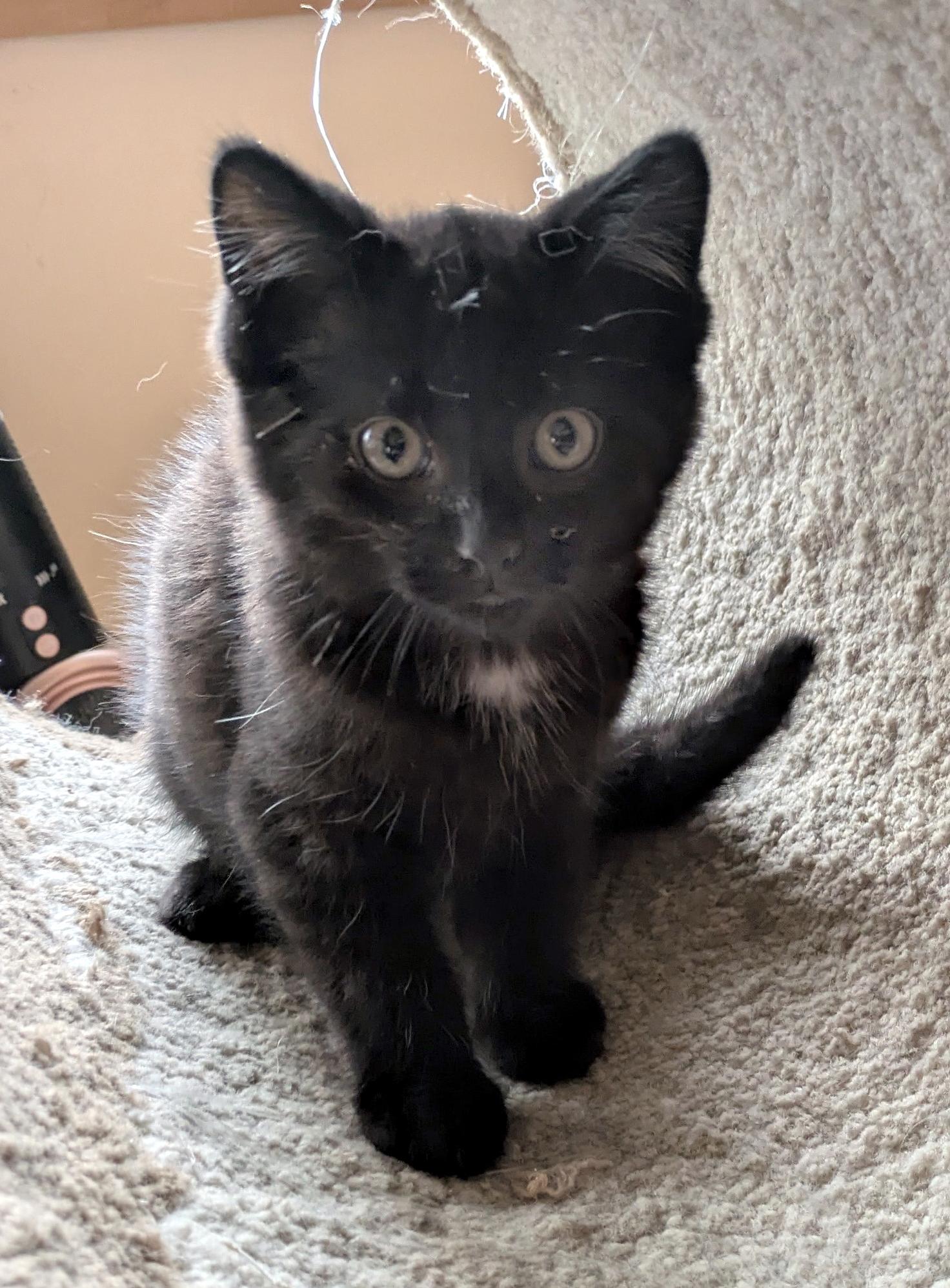 Denzel, adopted, Kitten Male Domestic Short Hair.