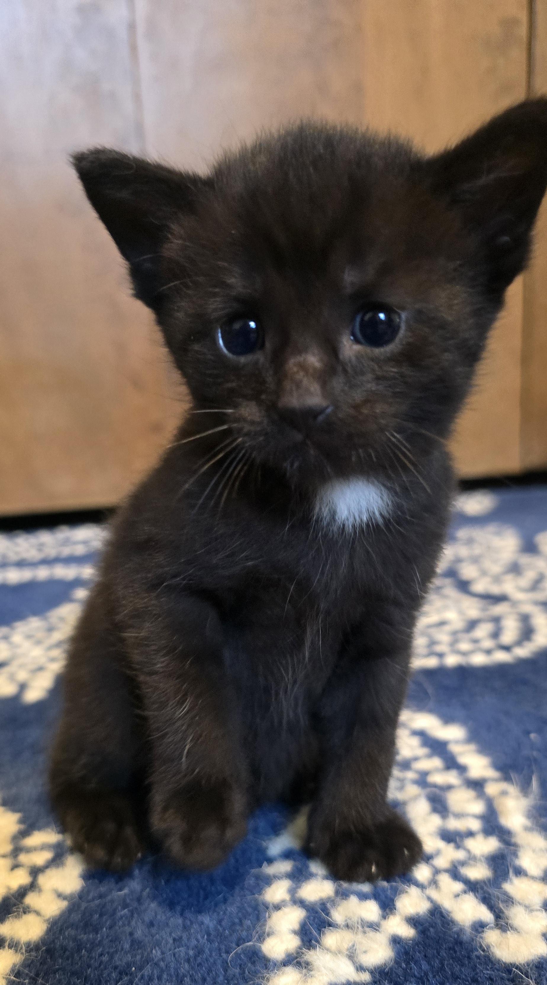 Denzel, an adopted Domestic Short Hair in Wadsworth, OH image 2/2