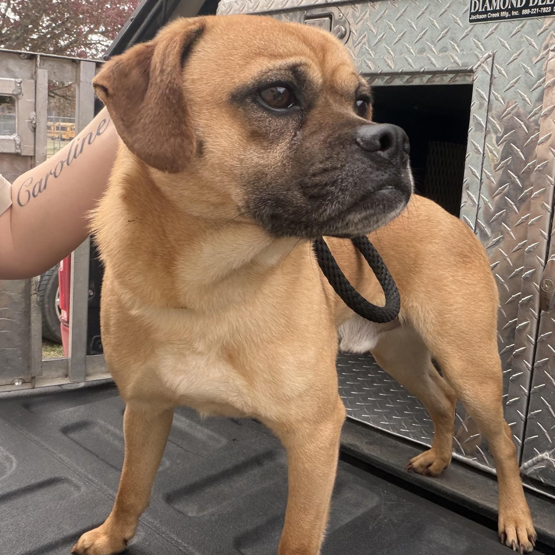 Enlarge Lucky, an adopted Pug in Elberon, VA image 1/1