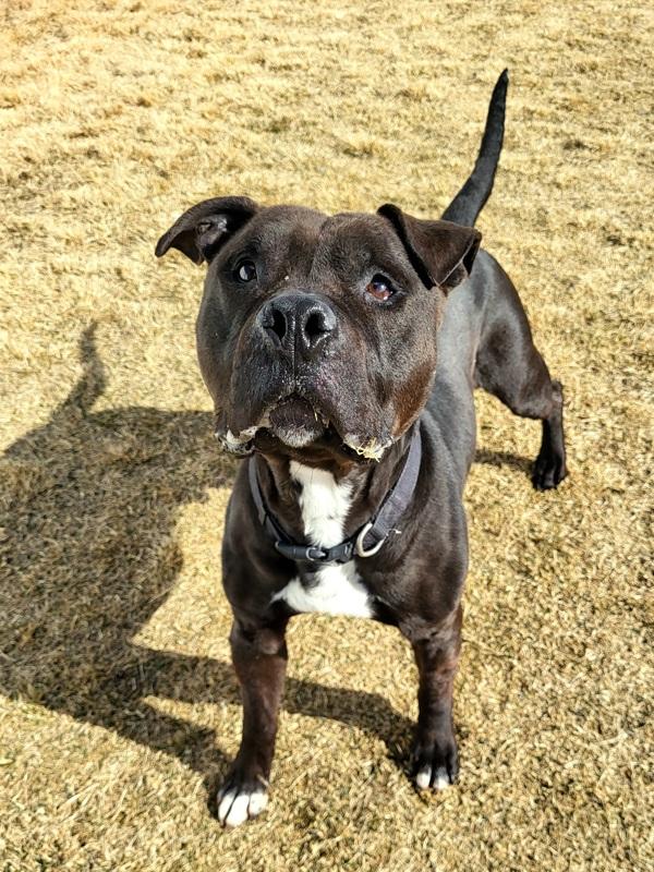Enlarge Loki 45700, a Adoptable mixed breed in Pocatello, ID image 2/2