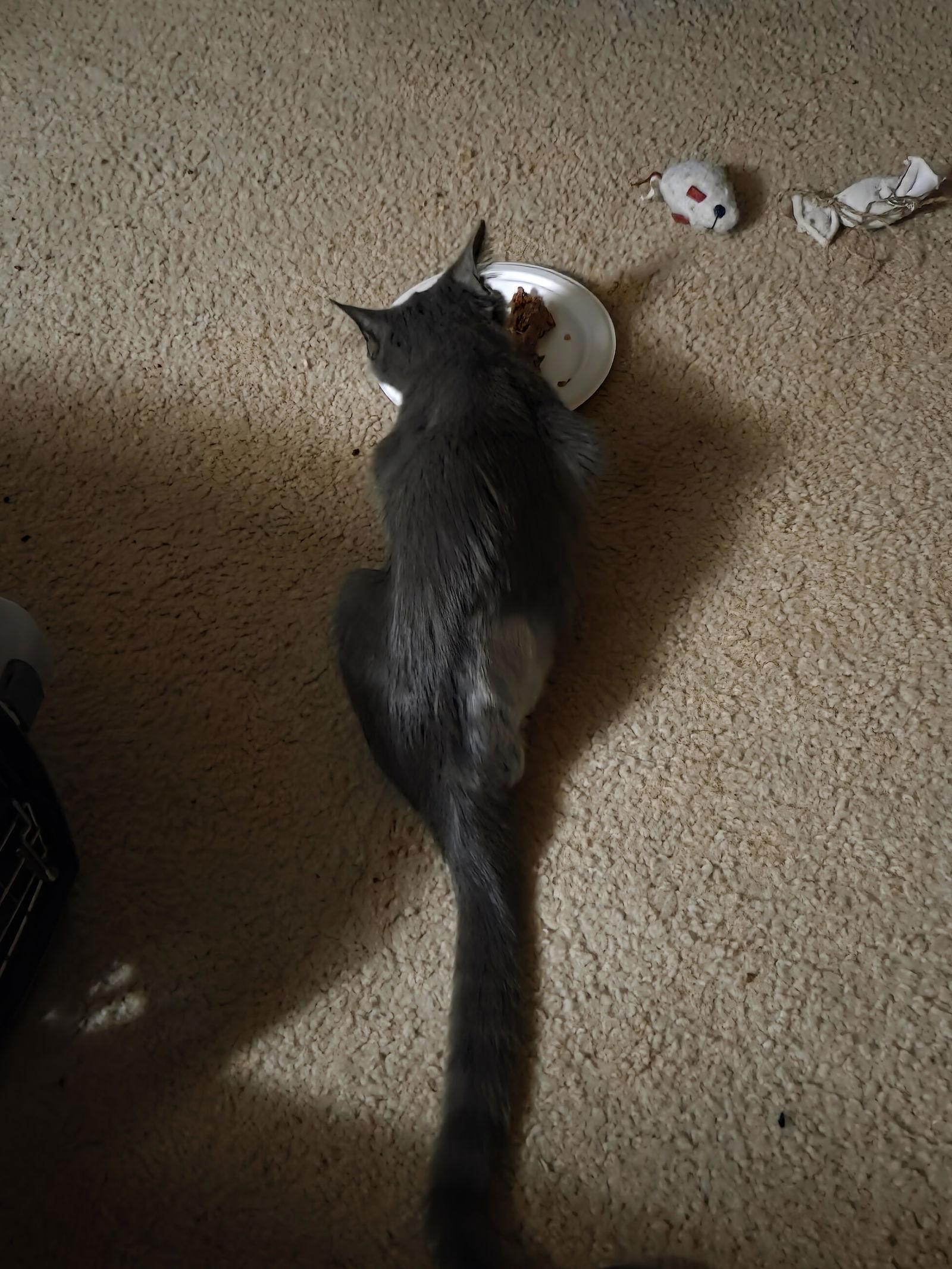 Enlarge Nico, a Adoptable Domestic Short Hair in Wheaton, IL image 1/3