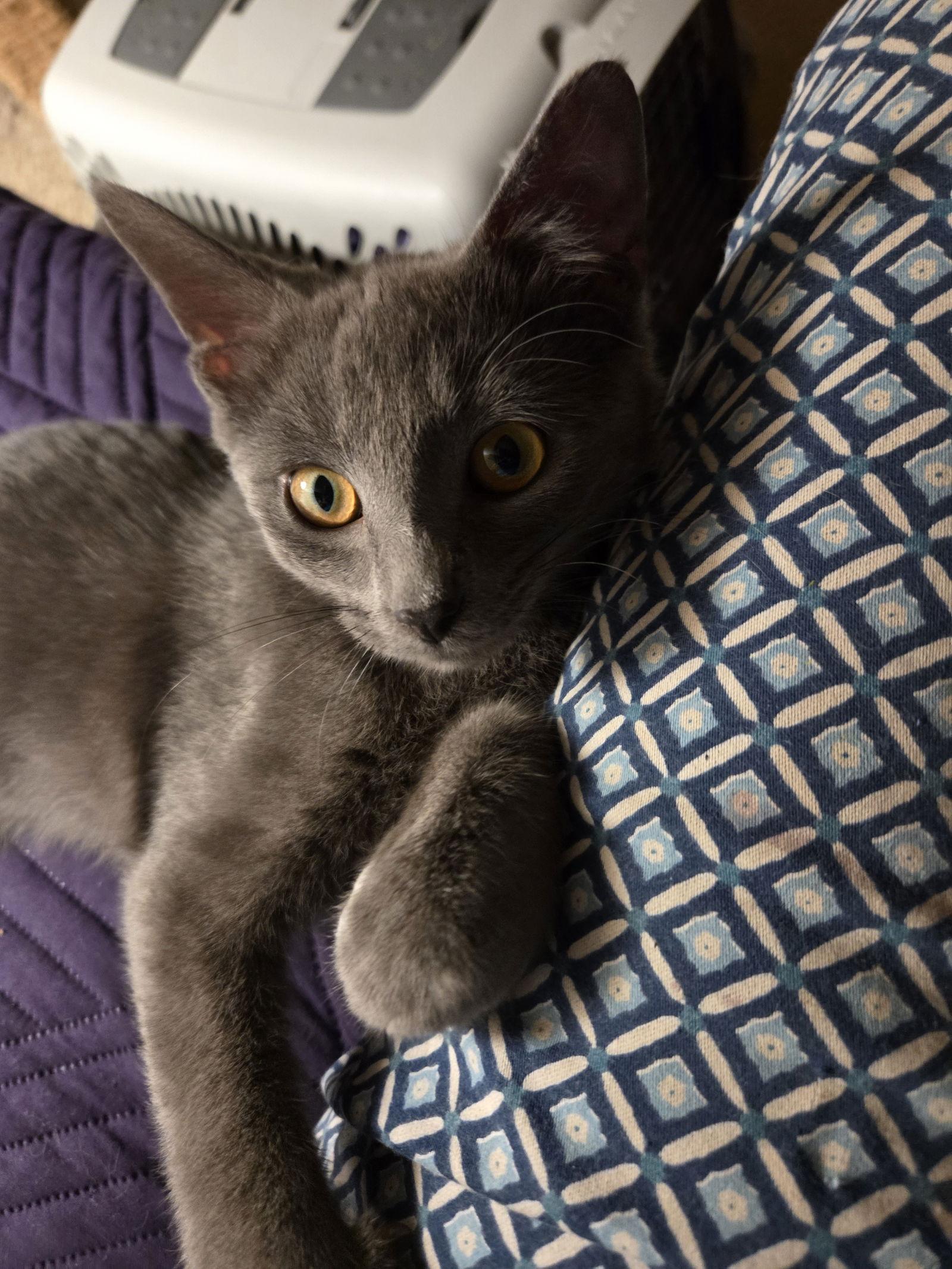 Enlarge Nico, a Adoptable Domestic Short Hair in Wheaton, IL image 2/3