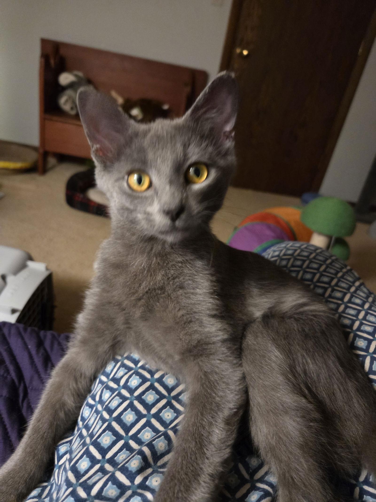 Enlarge Nico, a Adoptable Domestic Short Hair in Wheaton, IL image 3/3