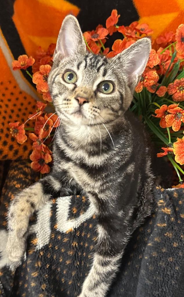 5/28/26 Rye, Adoptable, Kitten Male Domestic Short Hair.