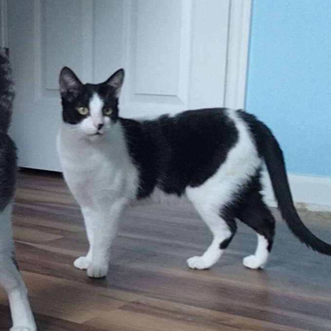 Batman, a Adoptable Domestic Short Hair in Knoxville, TN image 2/4