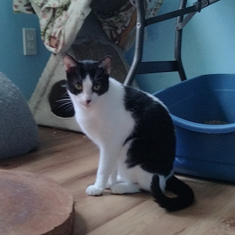 Batman, a Adoptable Domestic Short Hair in Knoxville, TN image 4/4