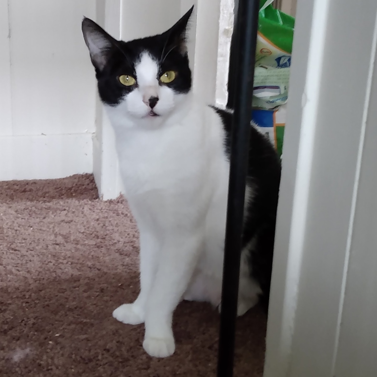 Batman, Adoptable, Adult Male Domestic Short Hair.