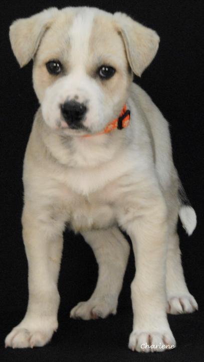Enlarge Omen, an adopted Husky in Newland, NC image 1/1