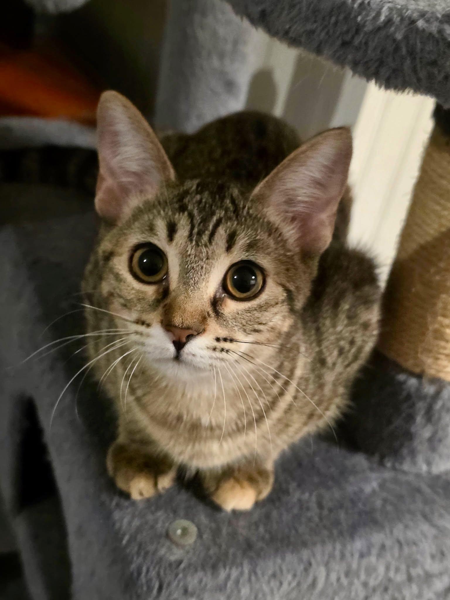 Enlarge Maya, a Adoptable Tabby in Gulfport, MS image 5/6