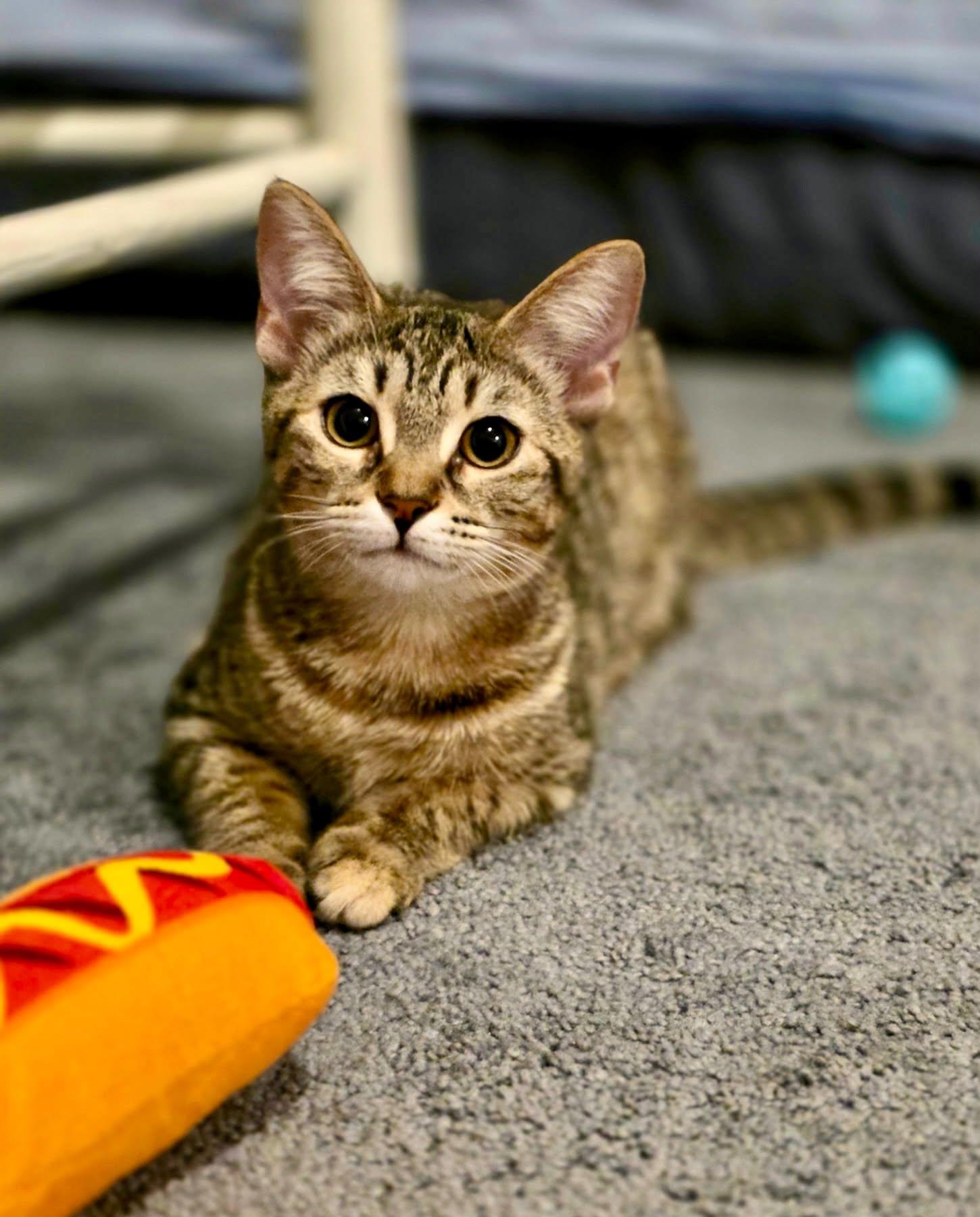Enlarge Maya, a Adoptable Tabby in Gulfport, MS image 3/6