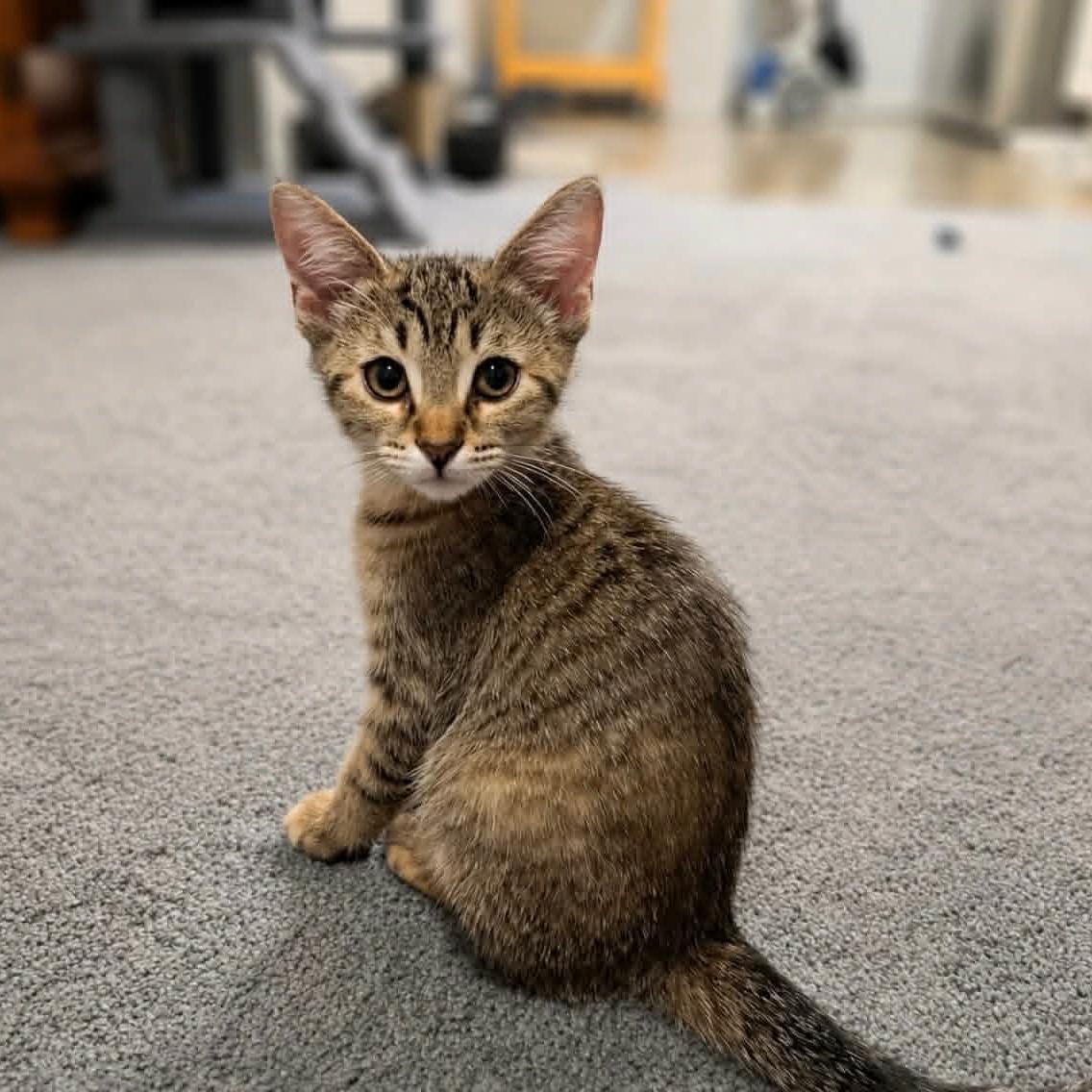Enlarge Maya, a Adoptable Tabby in Gulfport, MS image 6/6