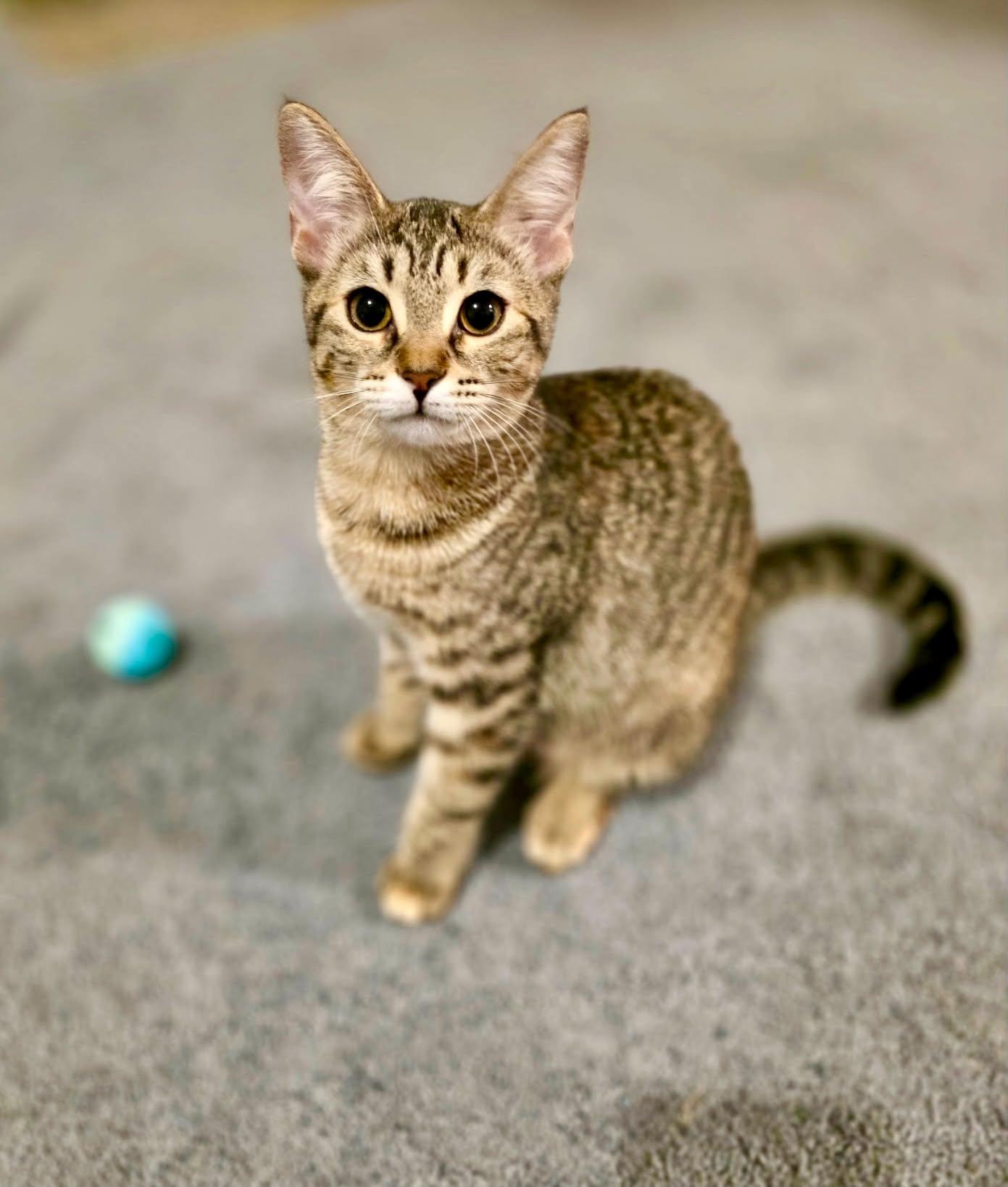 Enlarge Maya, a Adoptable Tabby in Gulfport, MS image 4/6