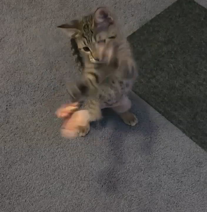 Enlarge Maya, a Adoptable Tabby in Gulfport, MS video 2/6