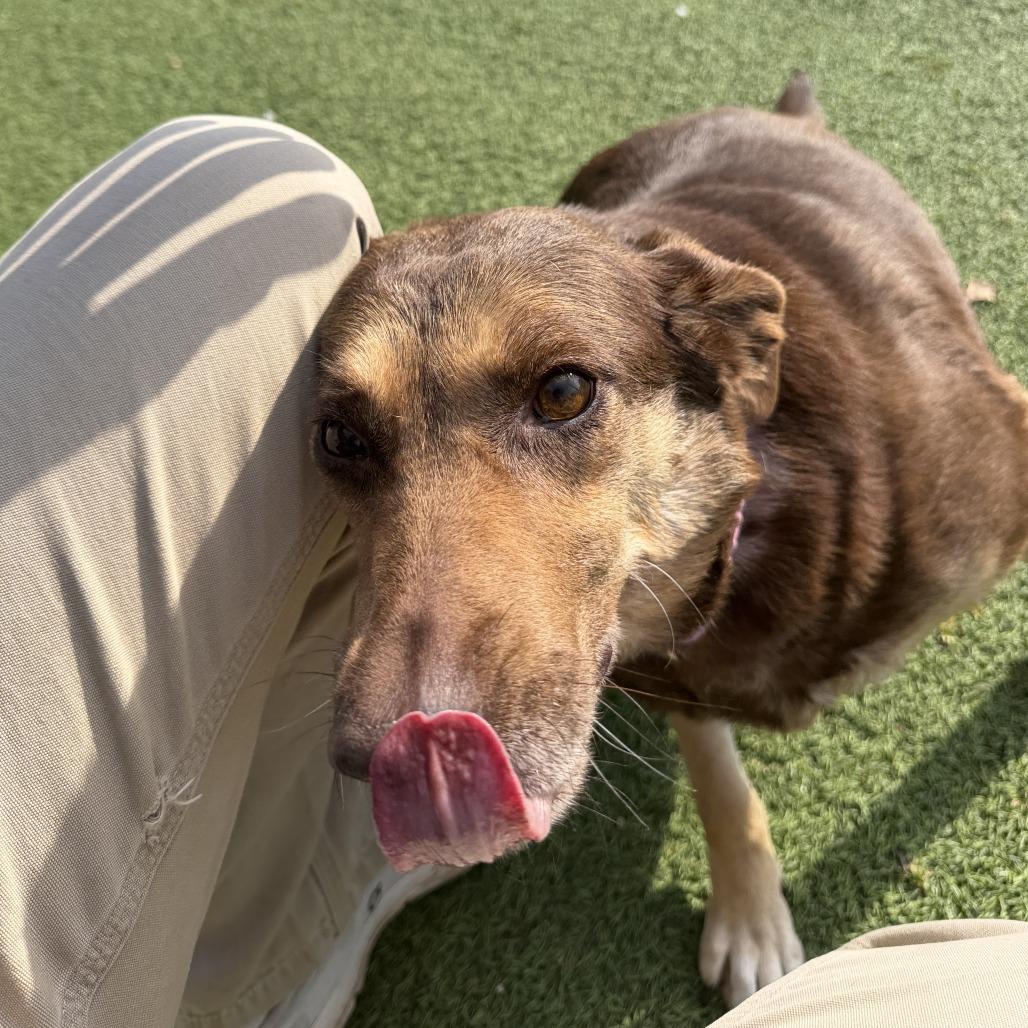 Enlarge Coco, a Adoptable mixed breed in Gainesville, GA image 1/6