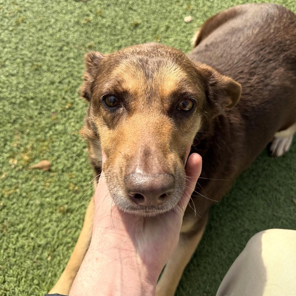 Enlarge Coco, a Adoptable mixed breed in Gainesville, GA image 2/6