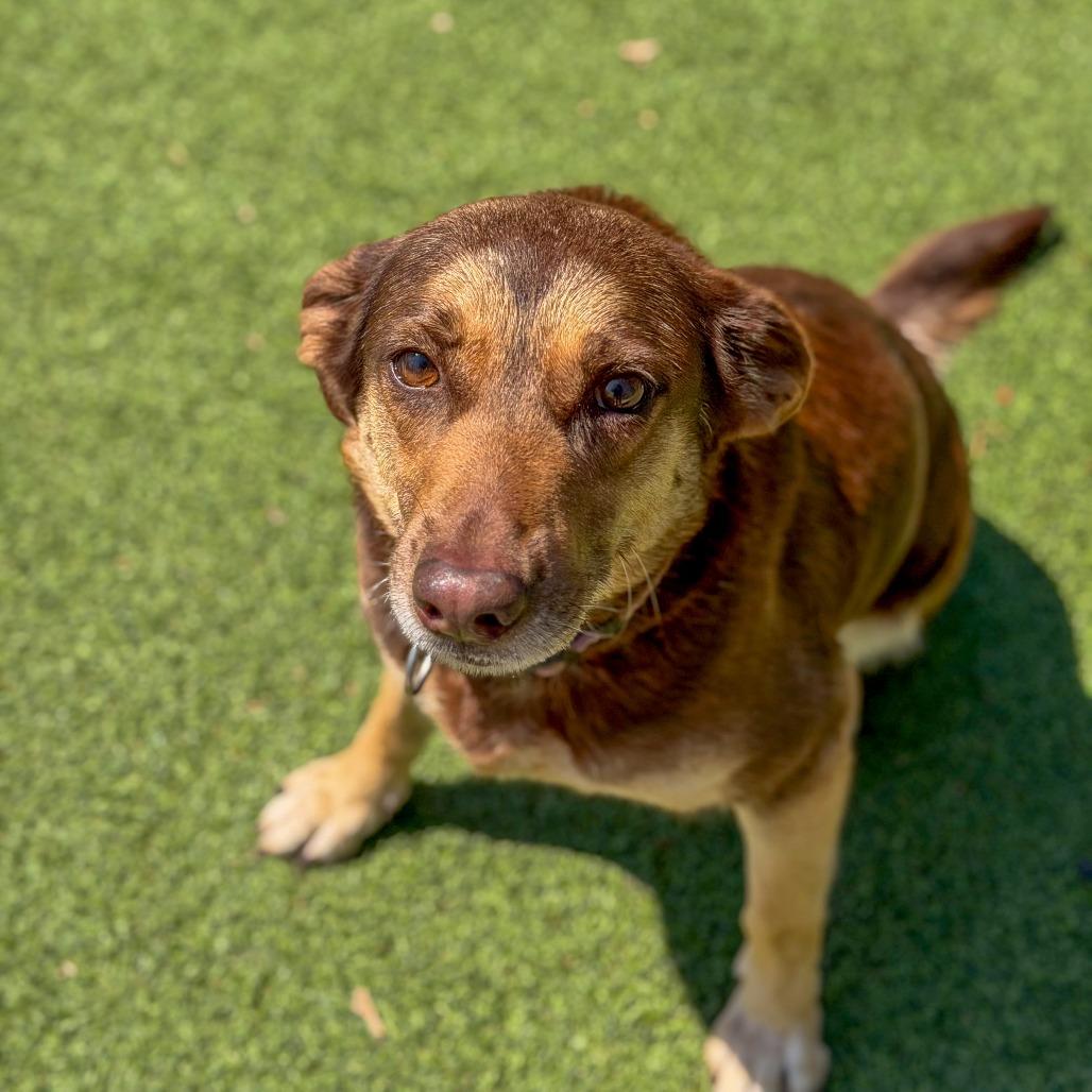 Enlarge Coco, a Adoptable mixed breed in Gainesville, GA image 3/6
