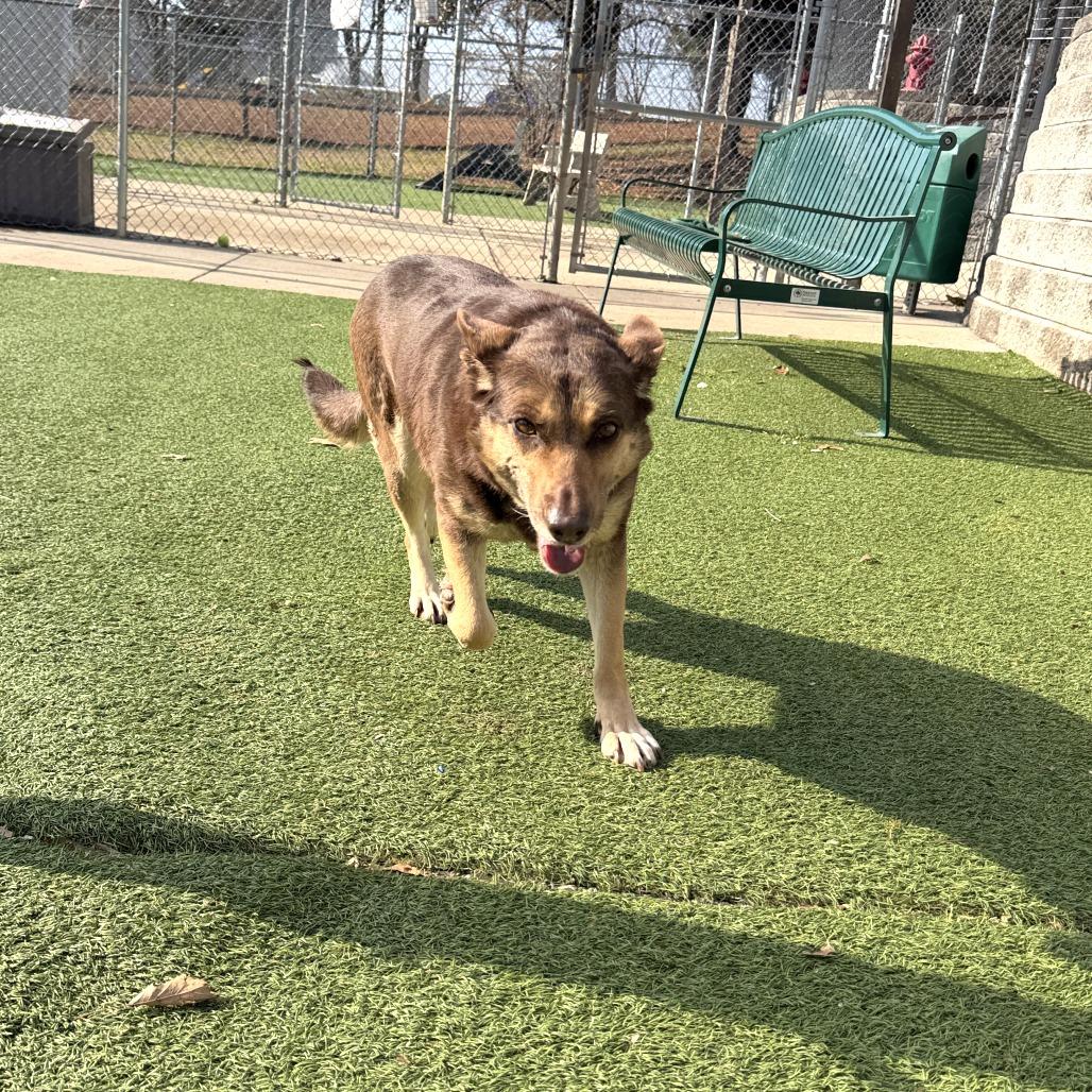 Enlarge Coco, a Adoptable mixed breed in Gainesville, GA image 4/6