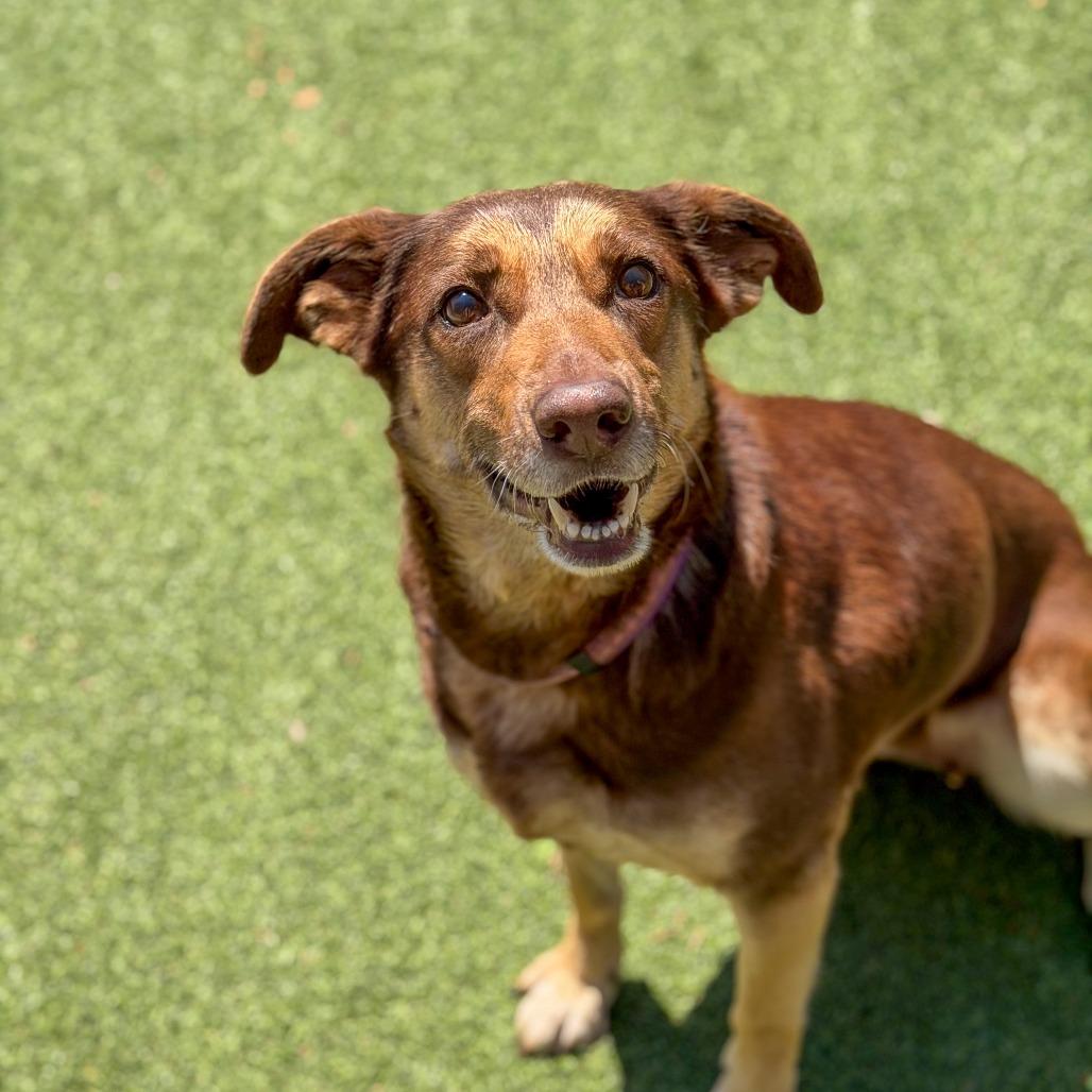 Enlarge Coco, a Adoptable mixed breed in Gainesville, GA image 6/6
