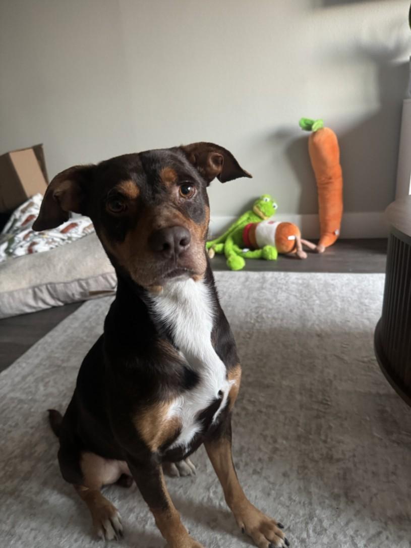 BUBBA, Adoptable, Adult Male Rottweiler & Foxhound.