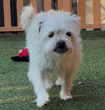 Snowflake CA, Adoptable, Adult Male Lhasa Apso.