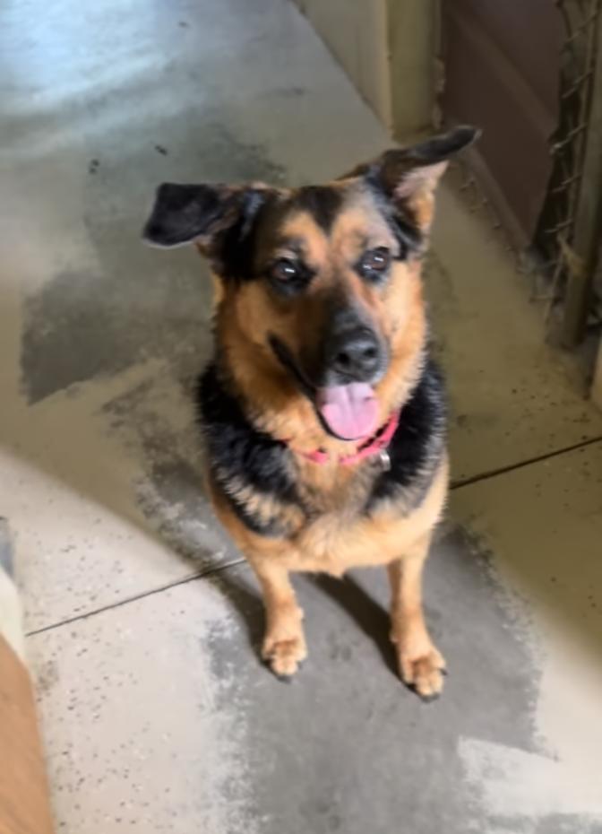 Farley, a Adoptable mixed breed in Hagerstown, MD image 3/6