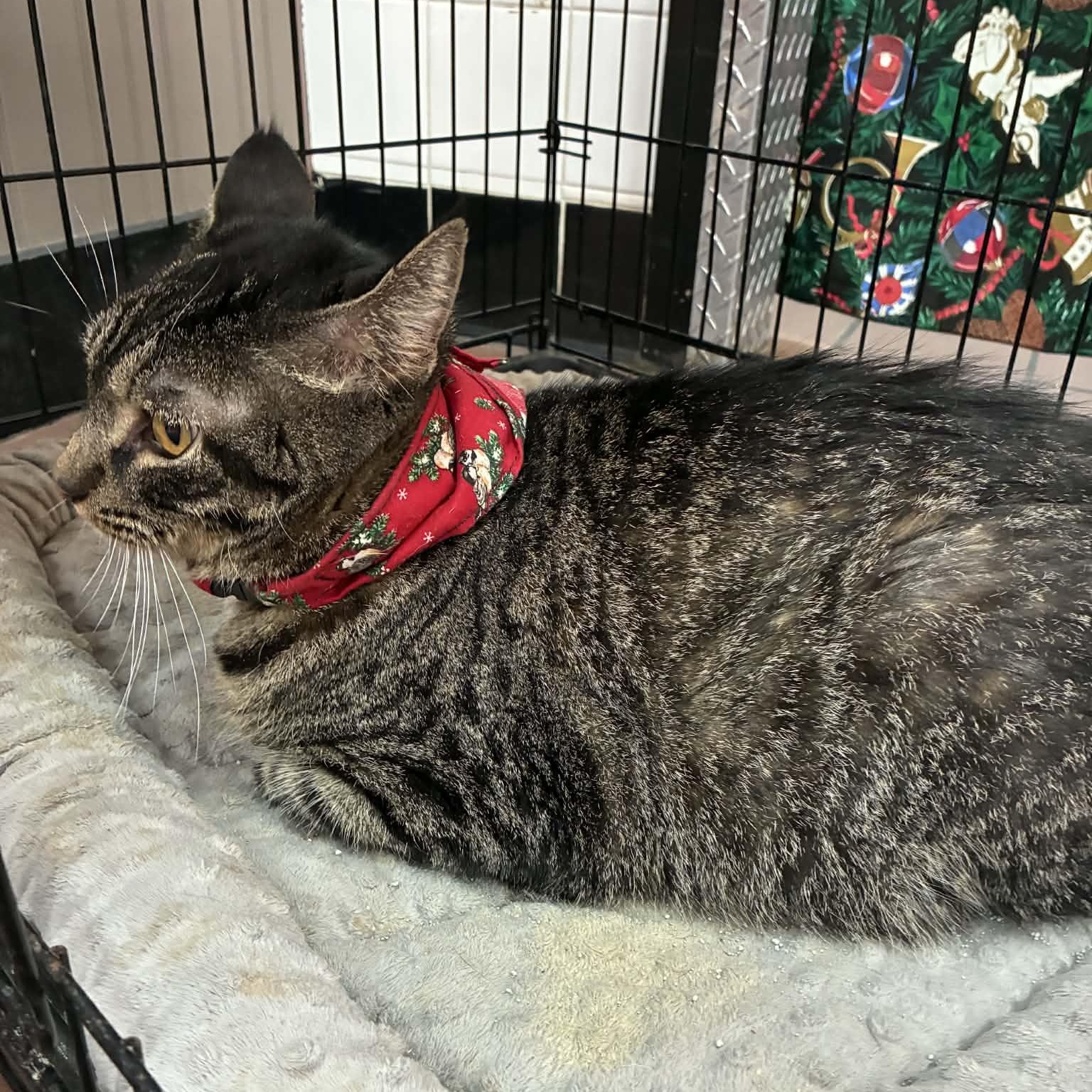 Rex, a Adoptable mixed breed in Oklahoma City, OK image 6/6