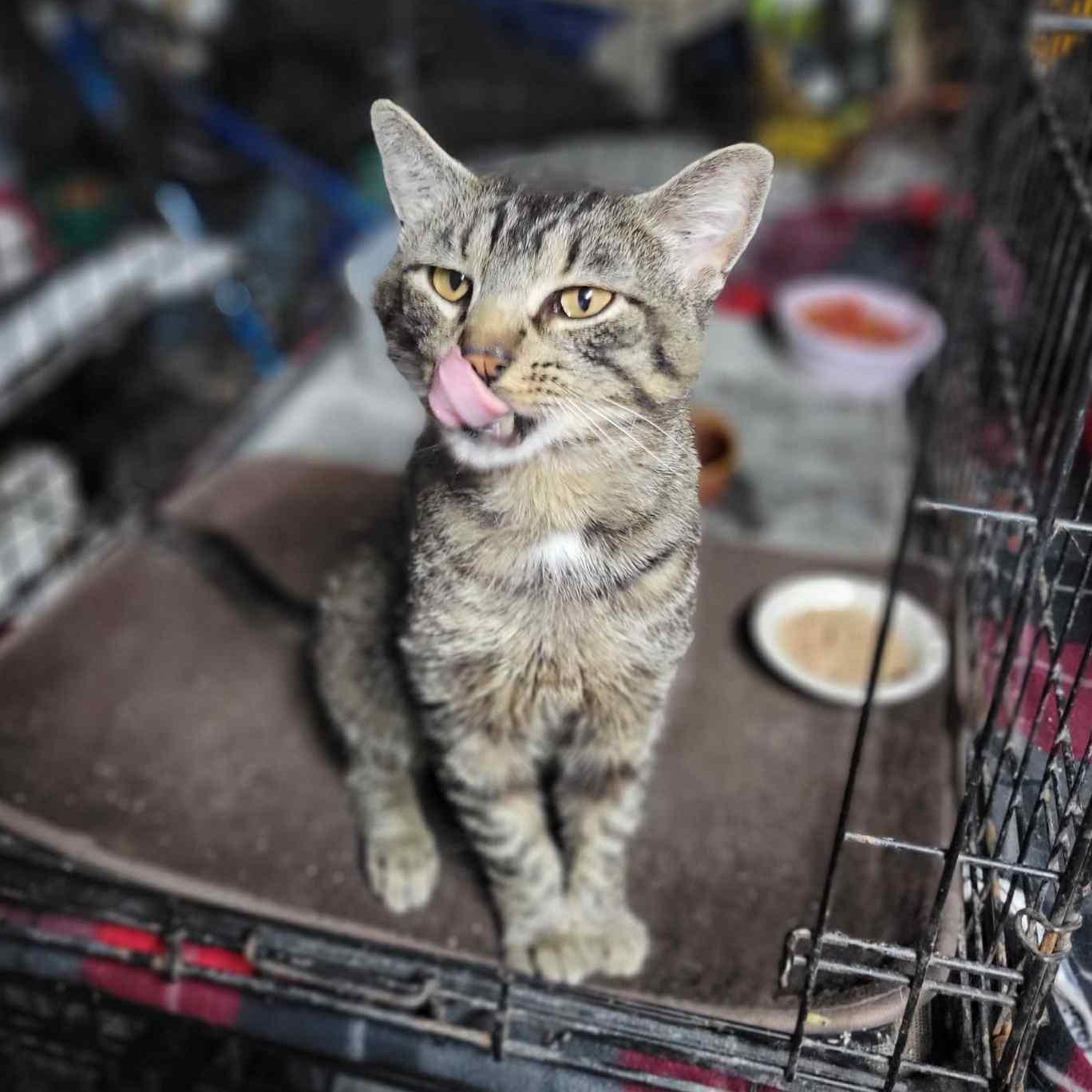 Enlarge Rex, a Adoptable mixed breed in Oklahoma City, OK image 4/5