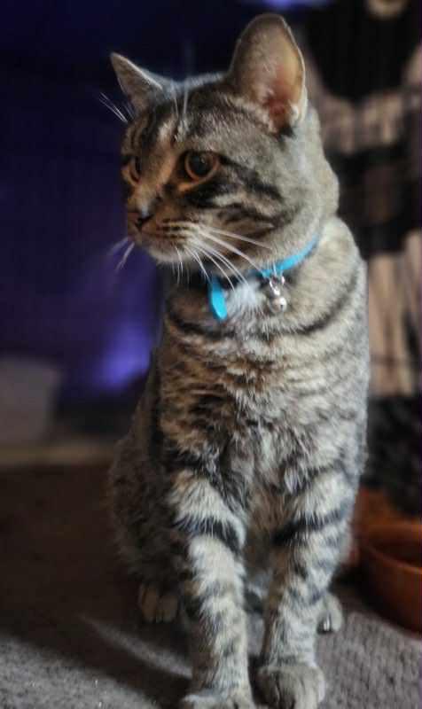 Enlarge Rex, a Adoptable mixed breed in Oklahoma City, OK image 2/5