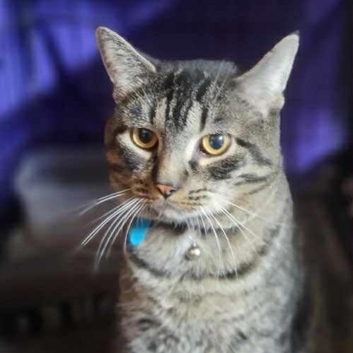 Rex, Adoptable, Adult Male Domestic Short Hair.