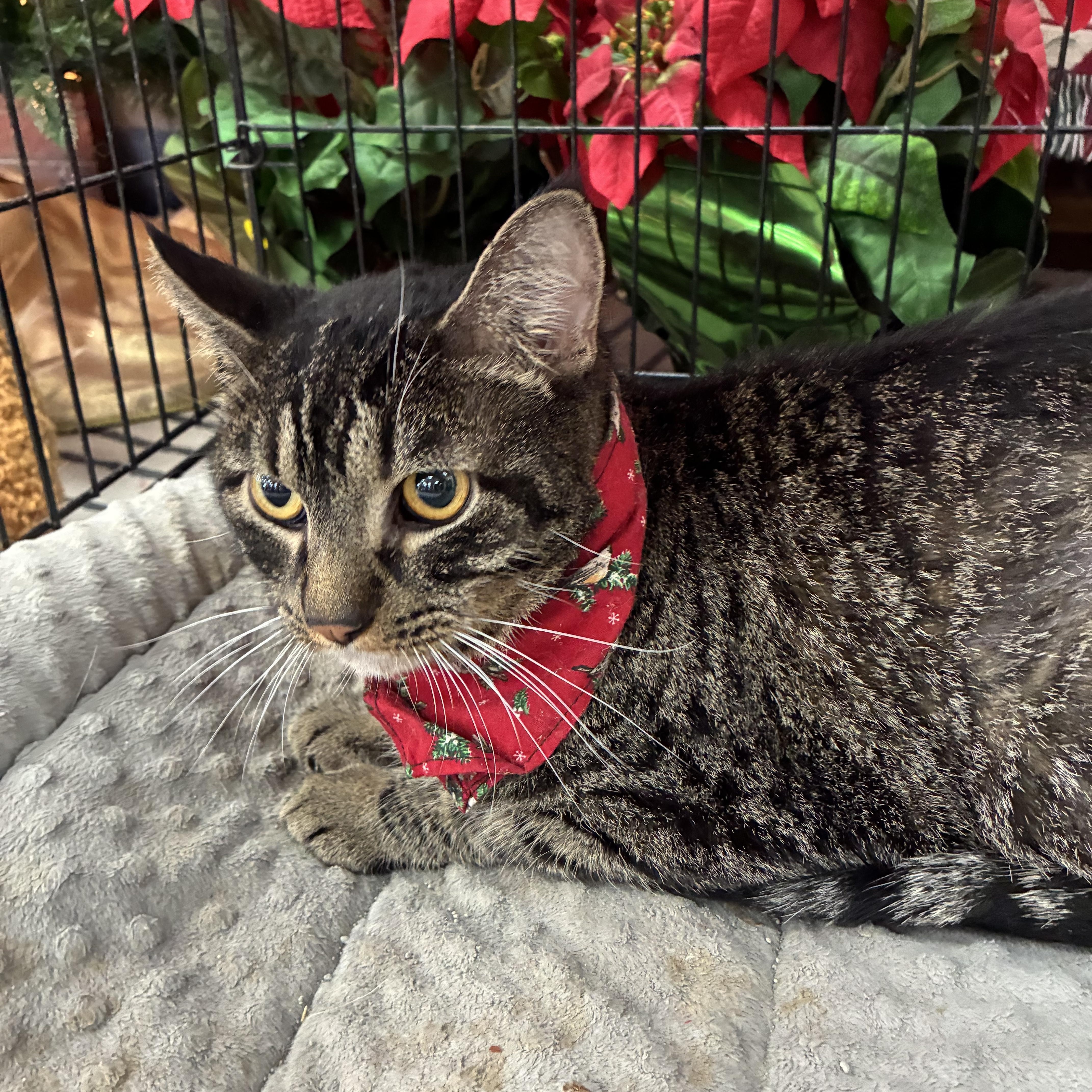 Enlarge Rex, a Adoptable mixed breed in Oklahoma City, OK image 2/6